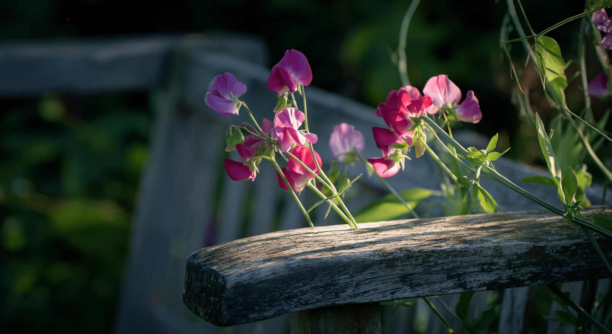 A Simple Guide to Sweet Pea Flowers