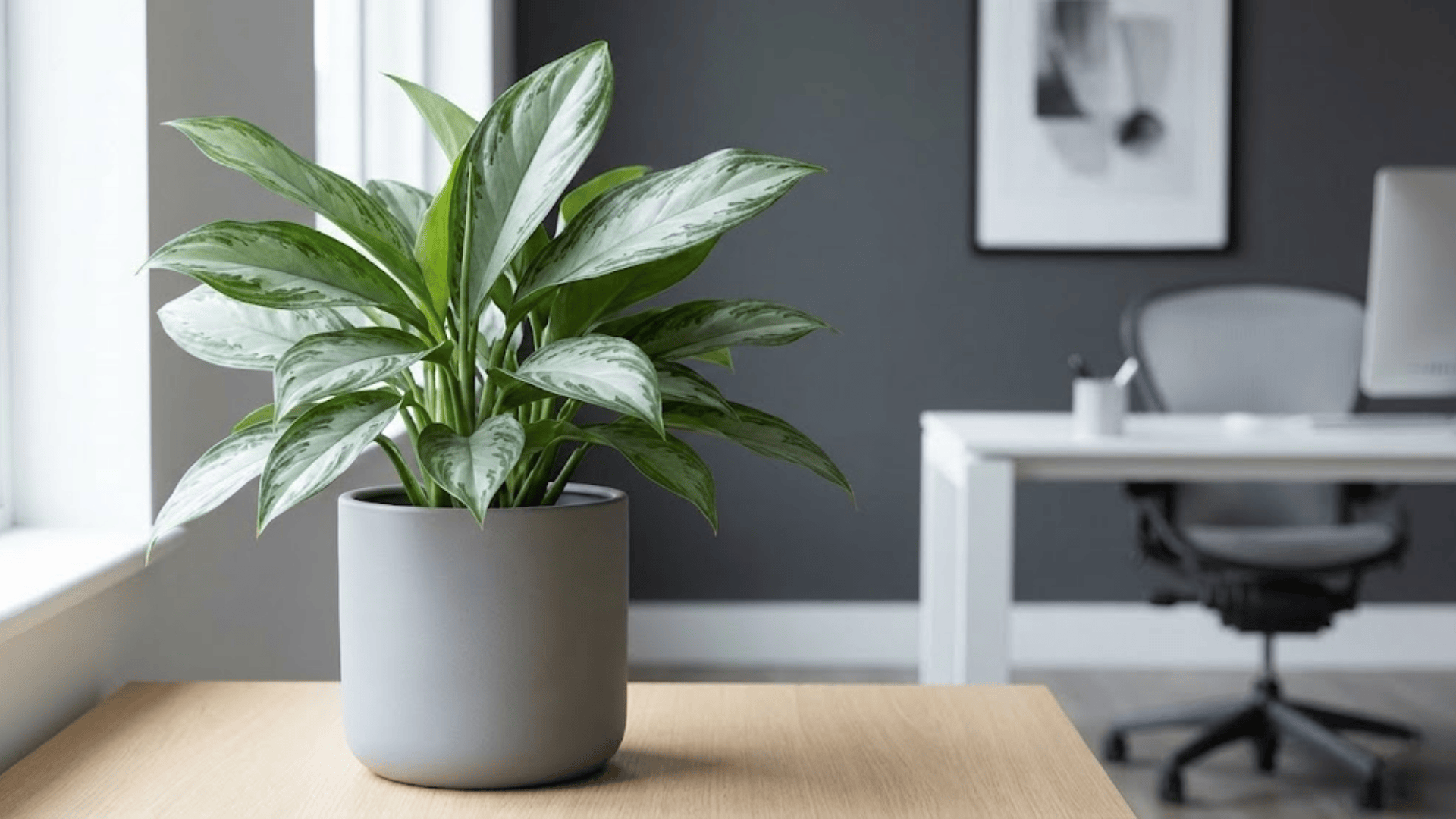 aglaonema silver queen
