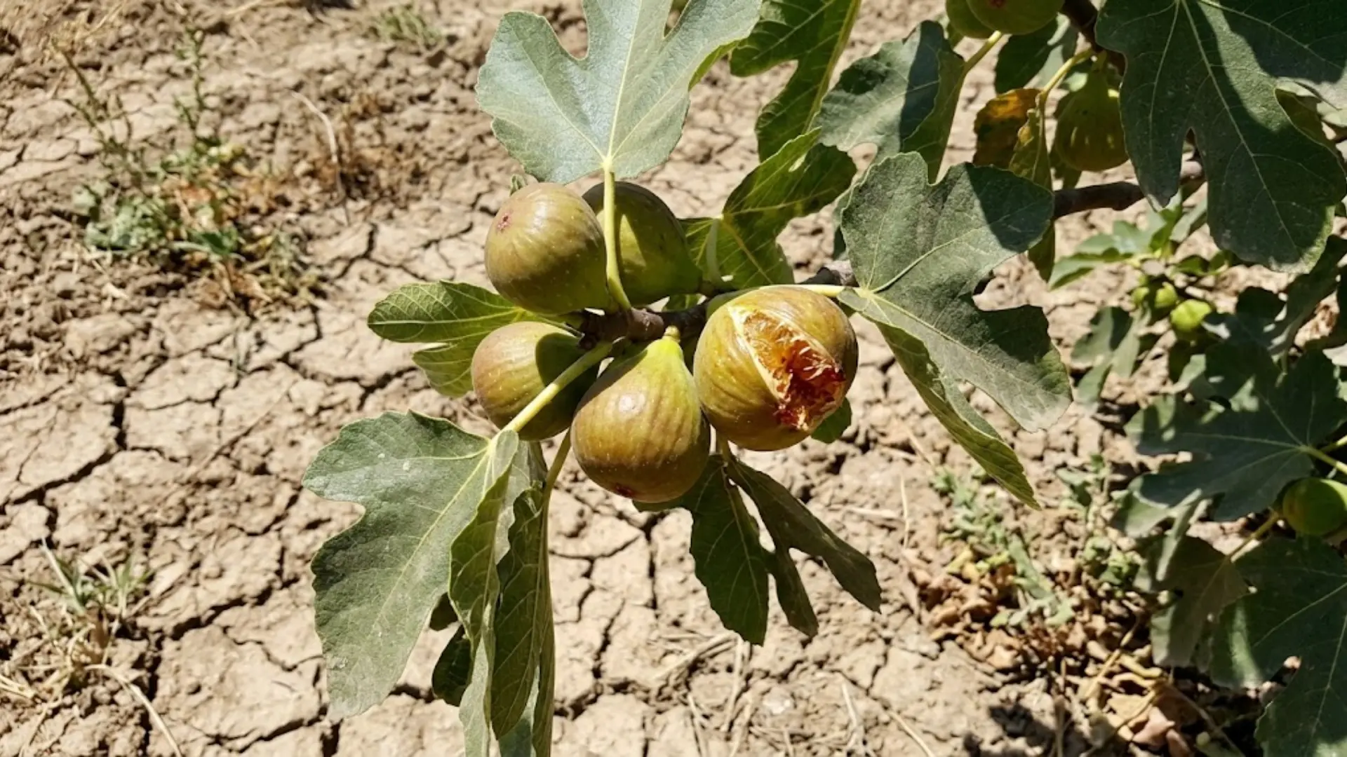 greenish brown alma figs on tree in a sunny dry orchard