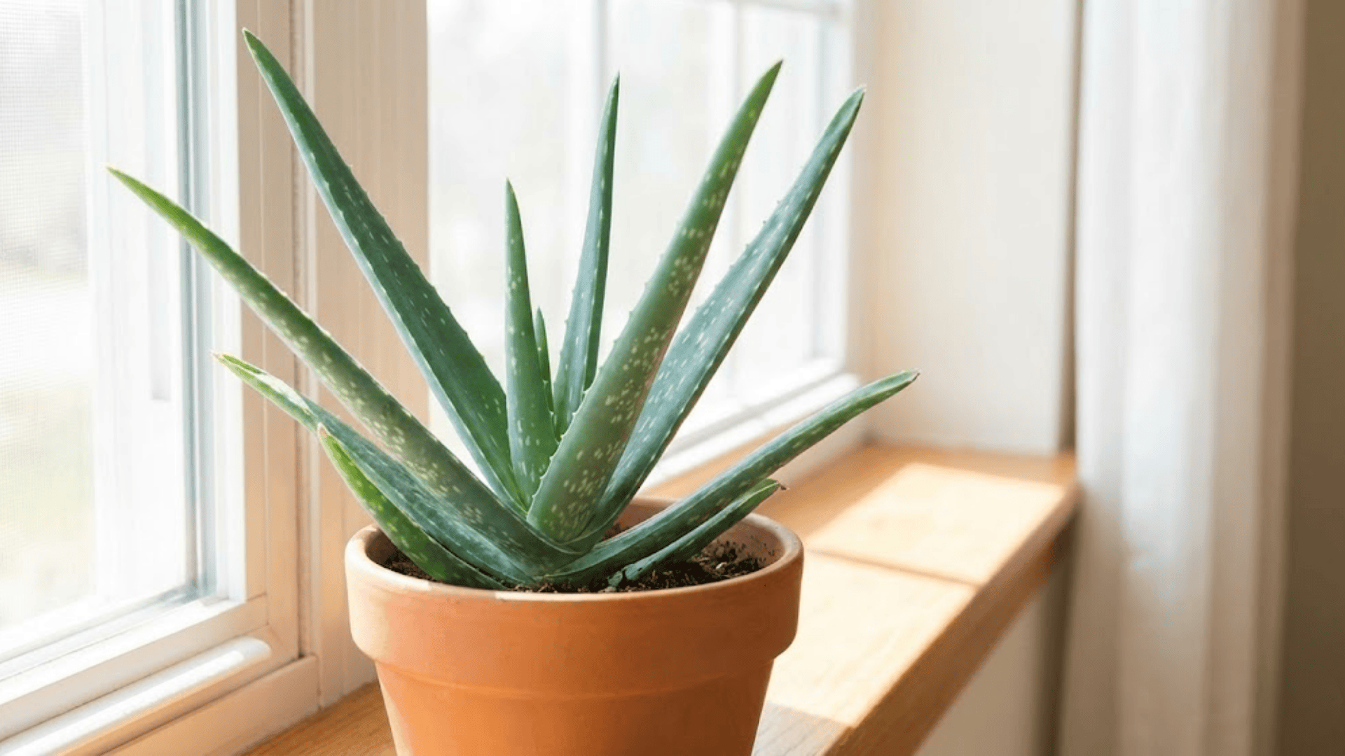 aloe vera