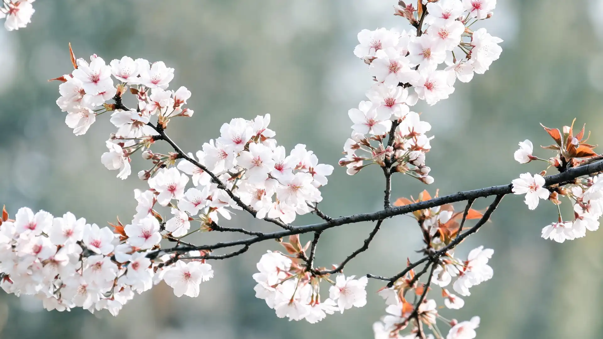 white amanogawa cherry blossoms with soft pink centers blooming on slender spring branches