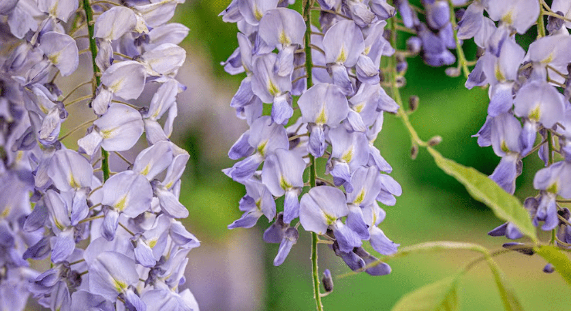american wisteria