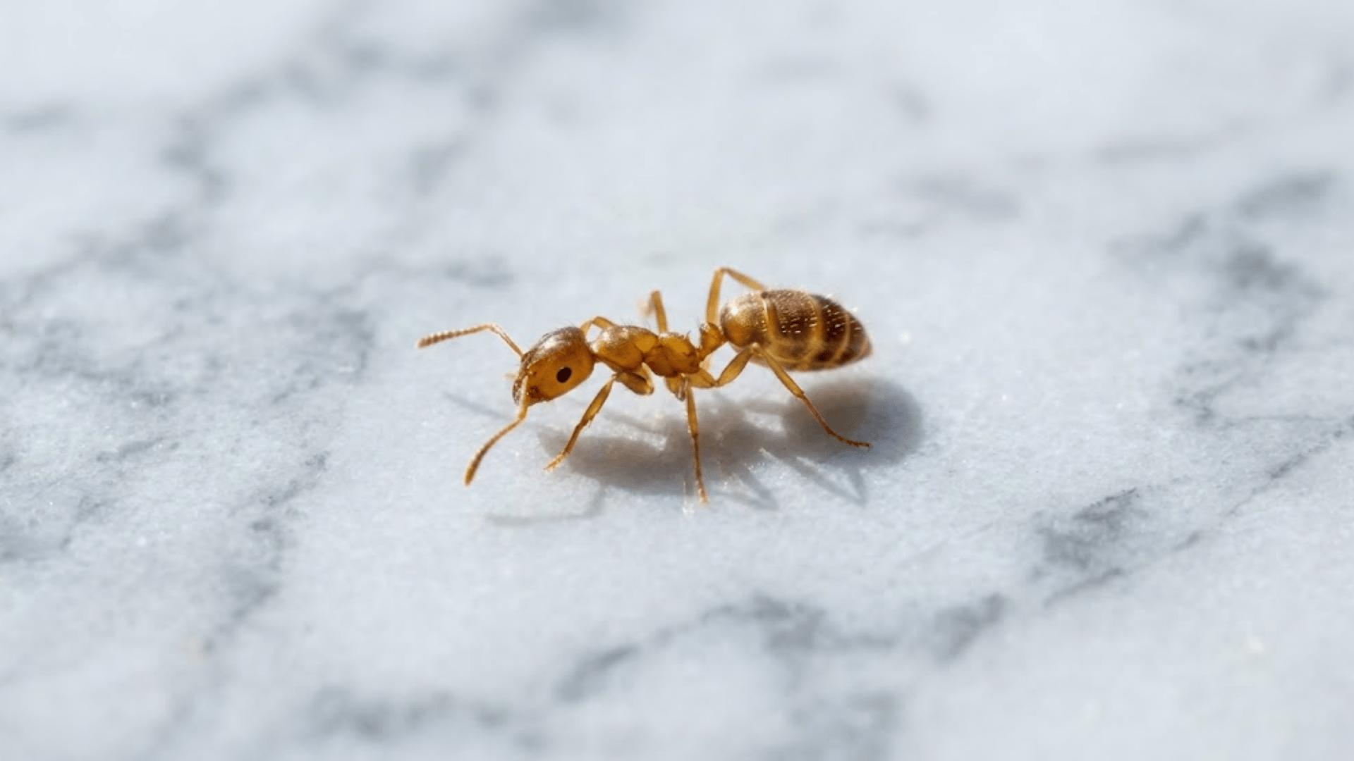 pharaoh ant on marble showing pinched waist and segmented body unlike oval bed bugs
