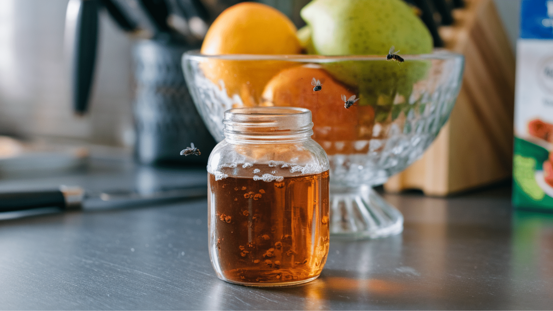 apple-cider-vinegar-gnat-trap