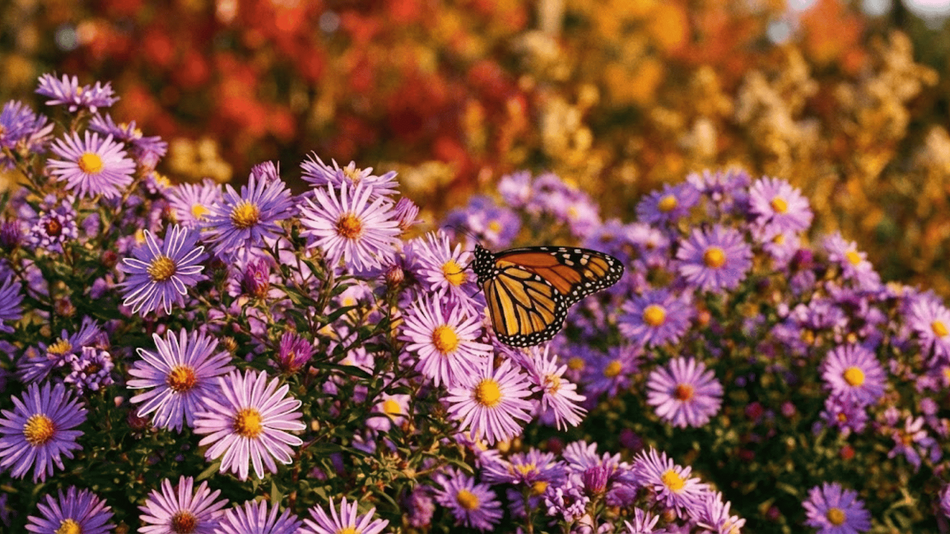 aster