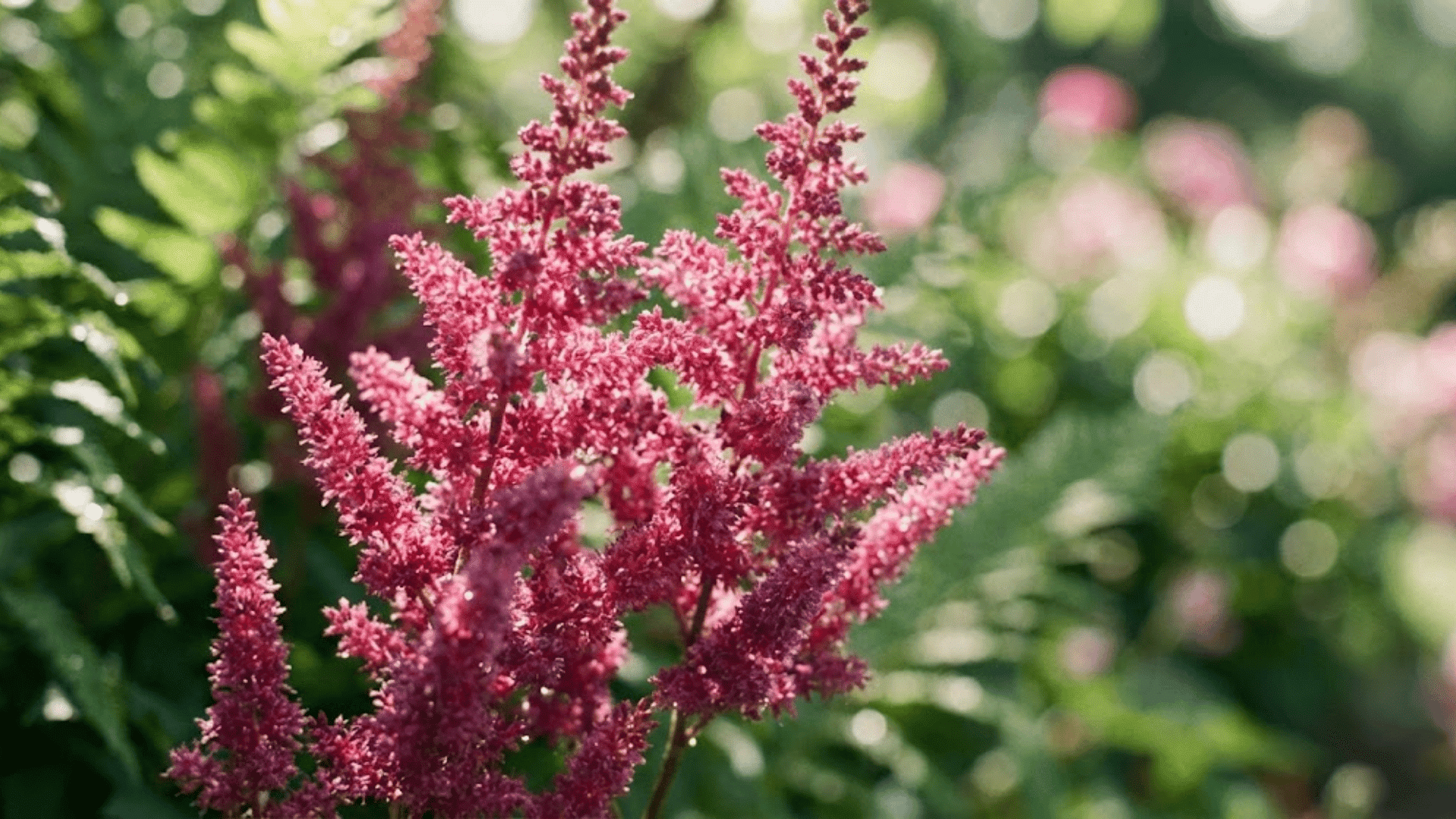 astilbe