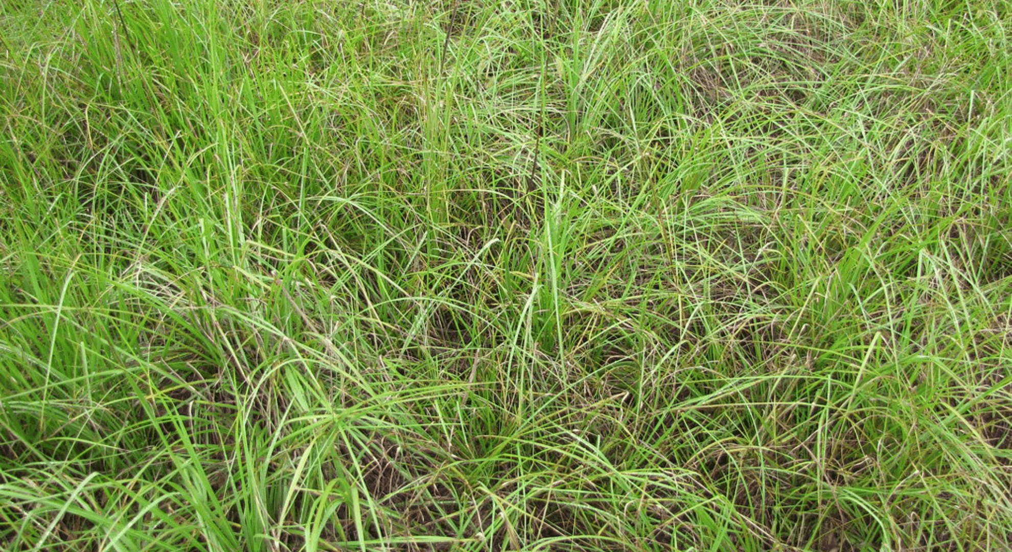 bahia grass