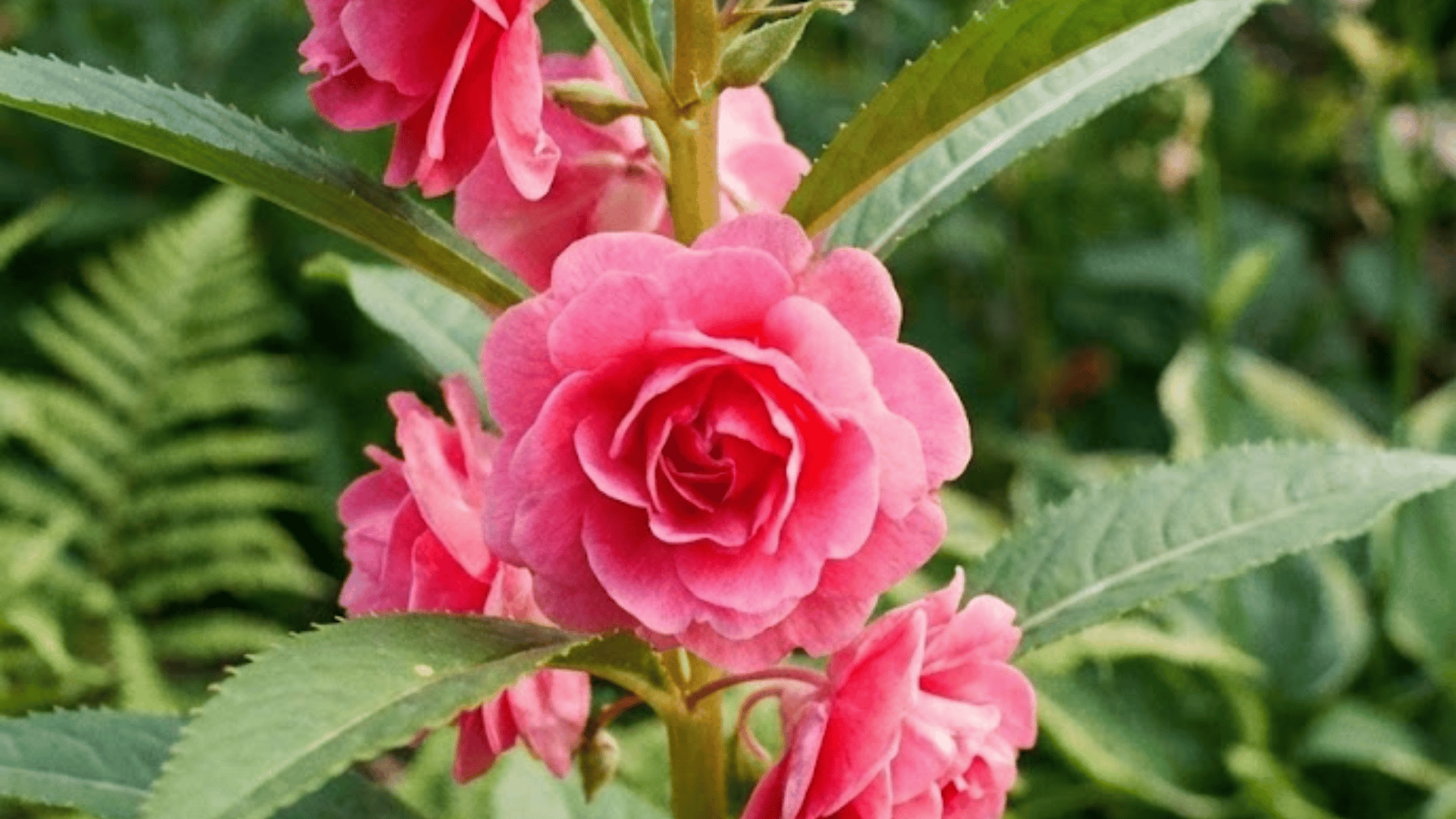 balsam impatiens balsamina