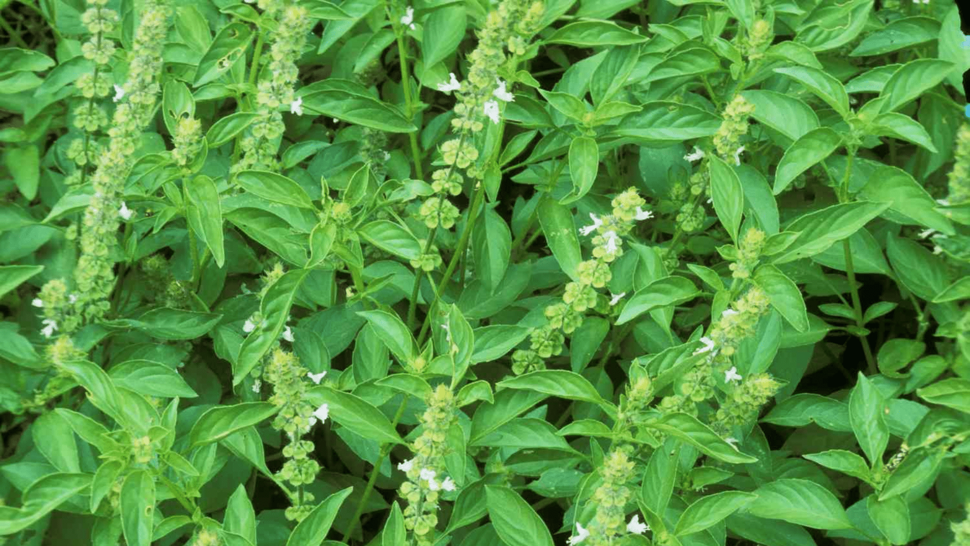 basil blossoms