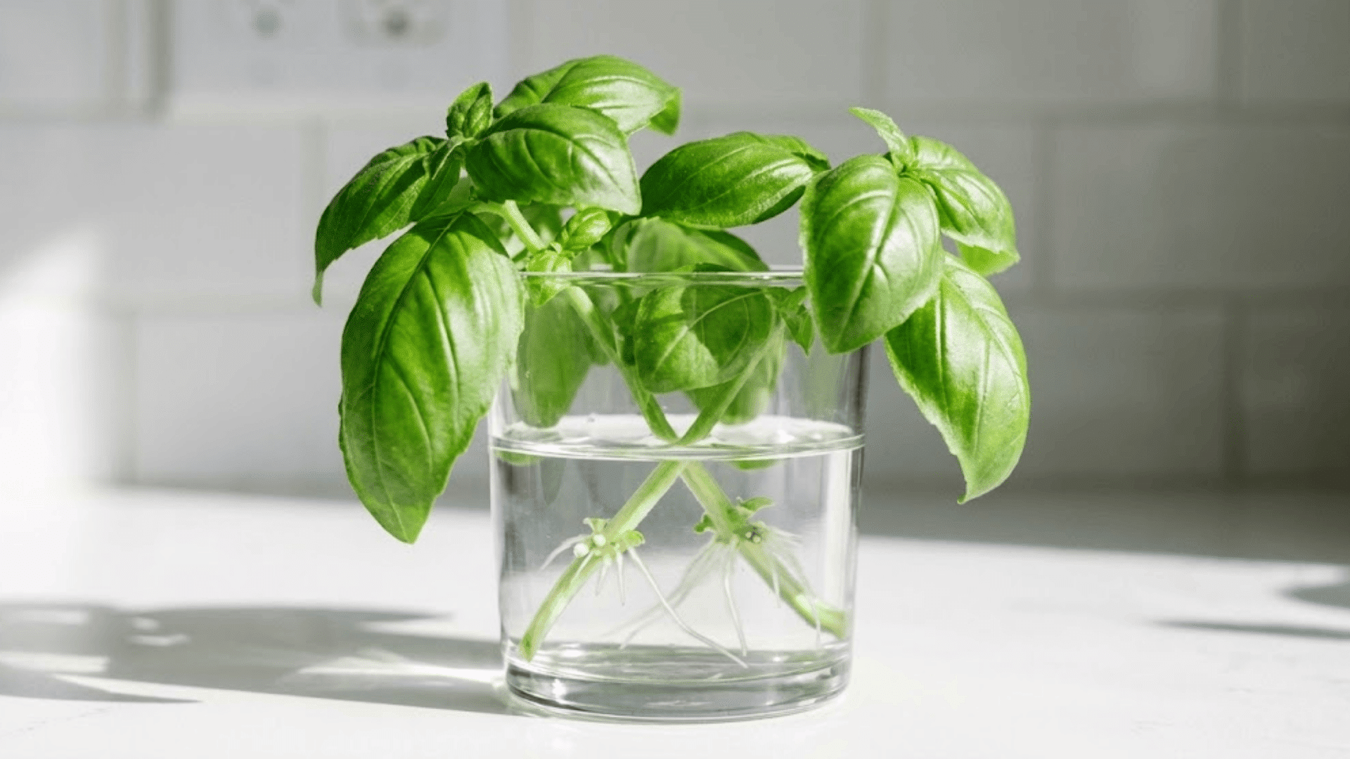 basil