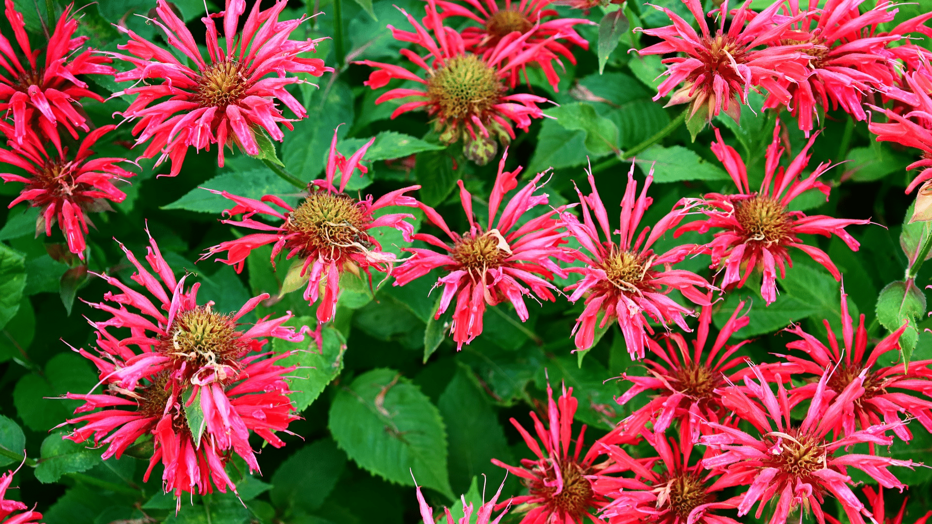 bee balm monarda
