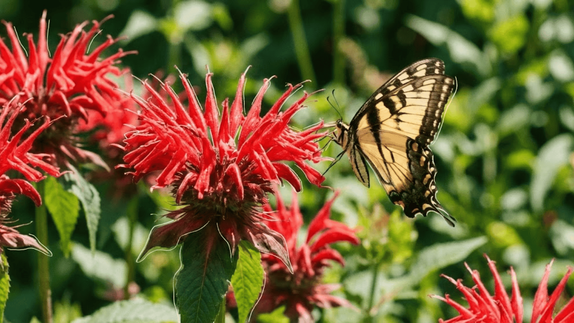 bee balm