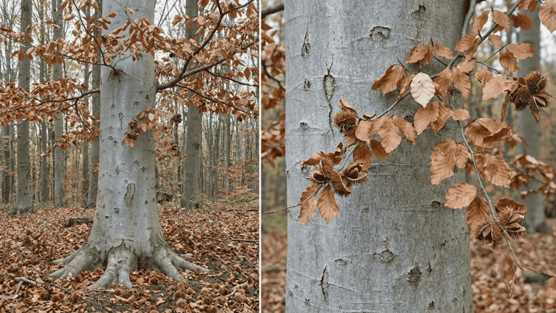 beech