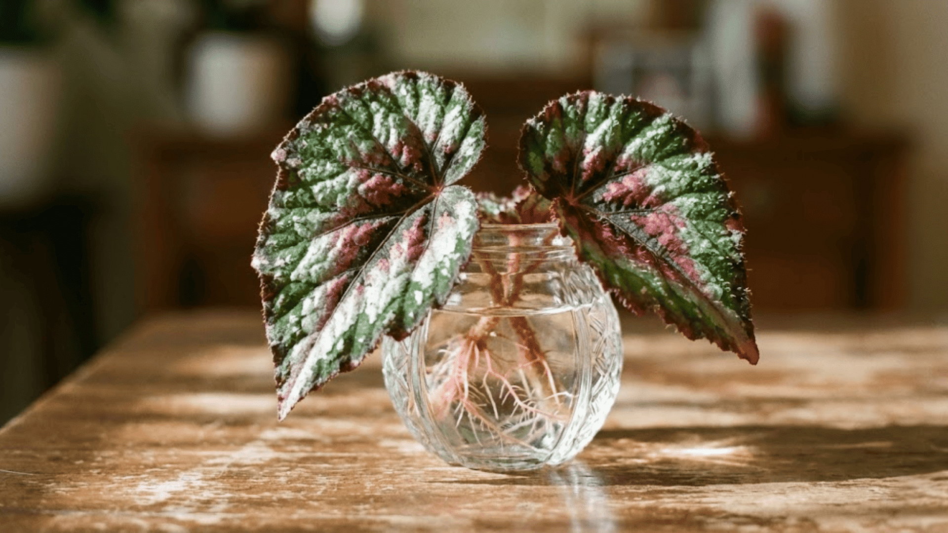 begonia