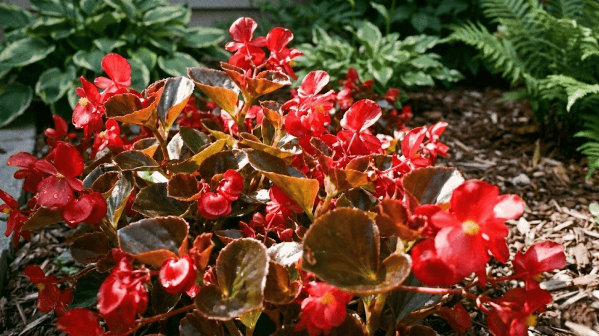 begonia