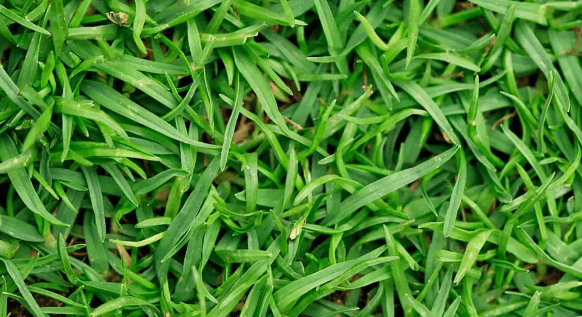 bermuda grass