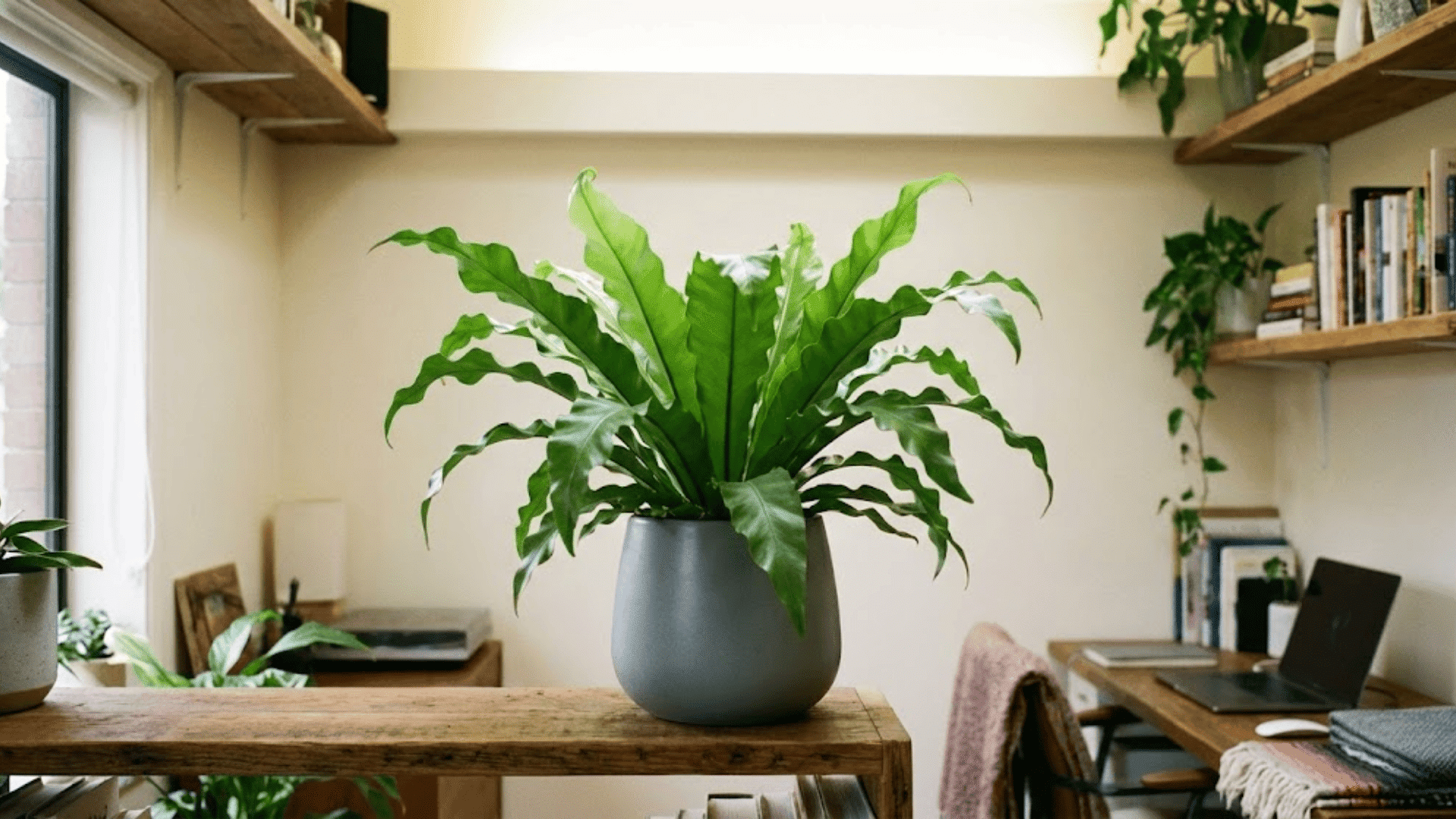 bird's nest fern