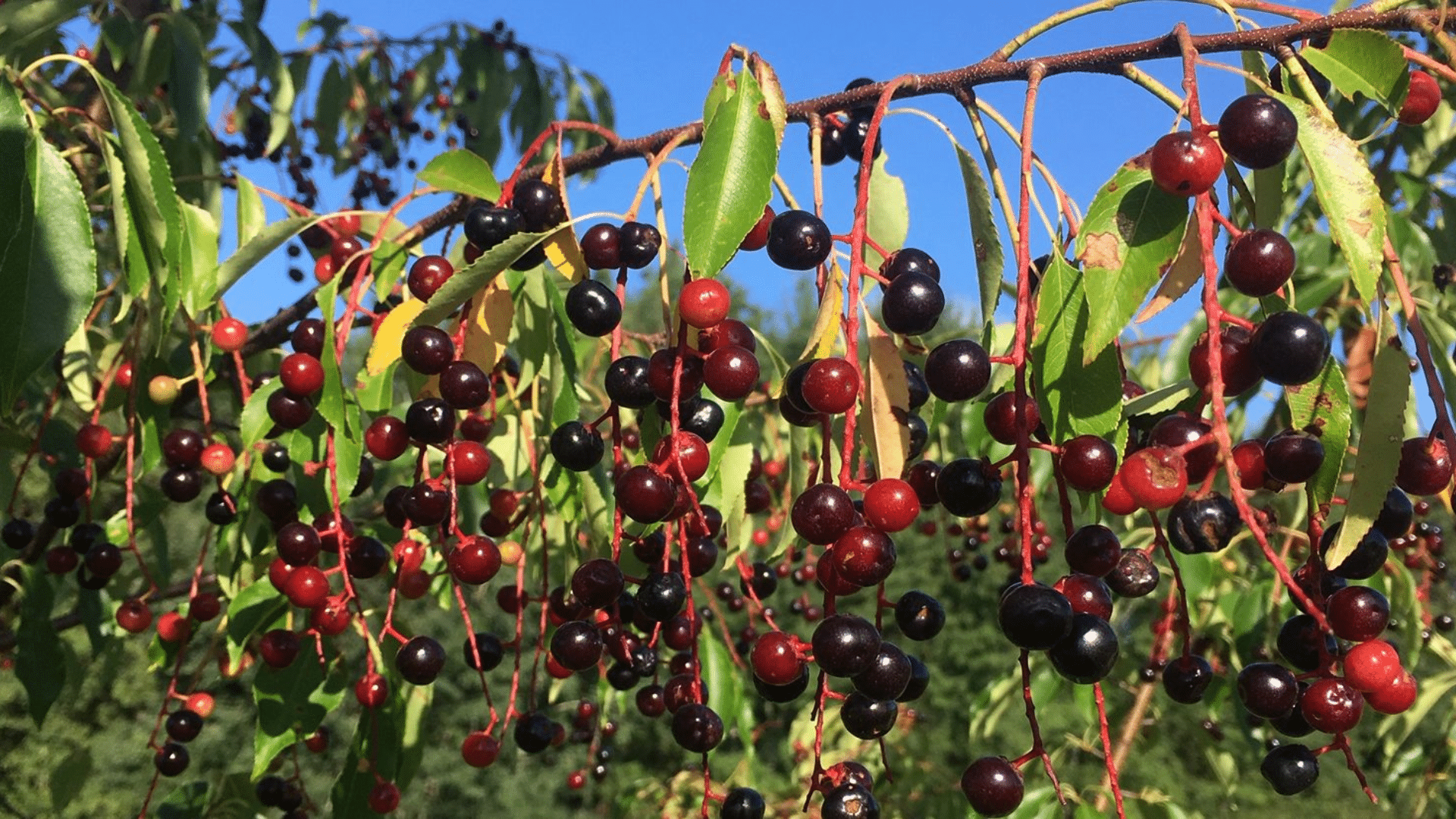 black cherry