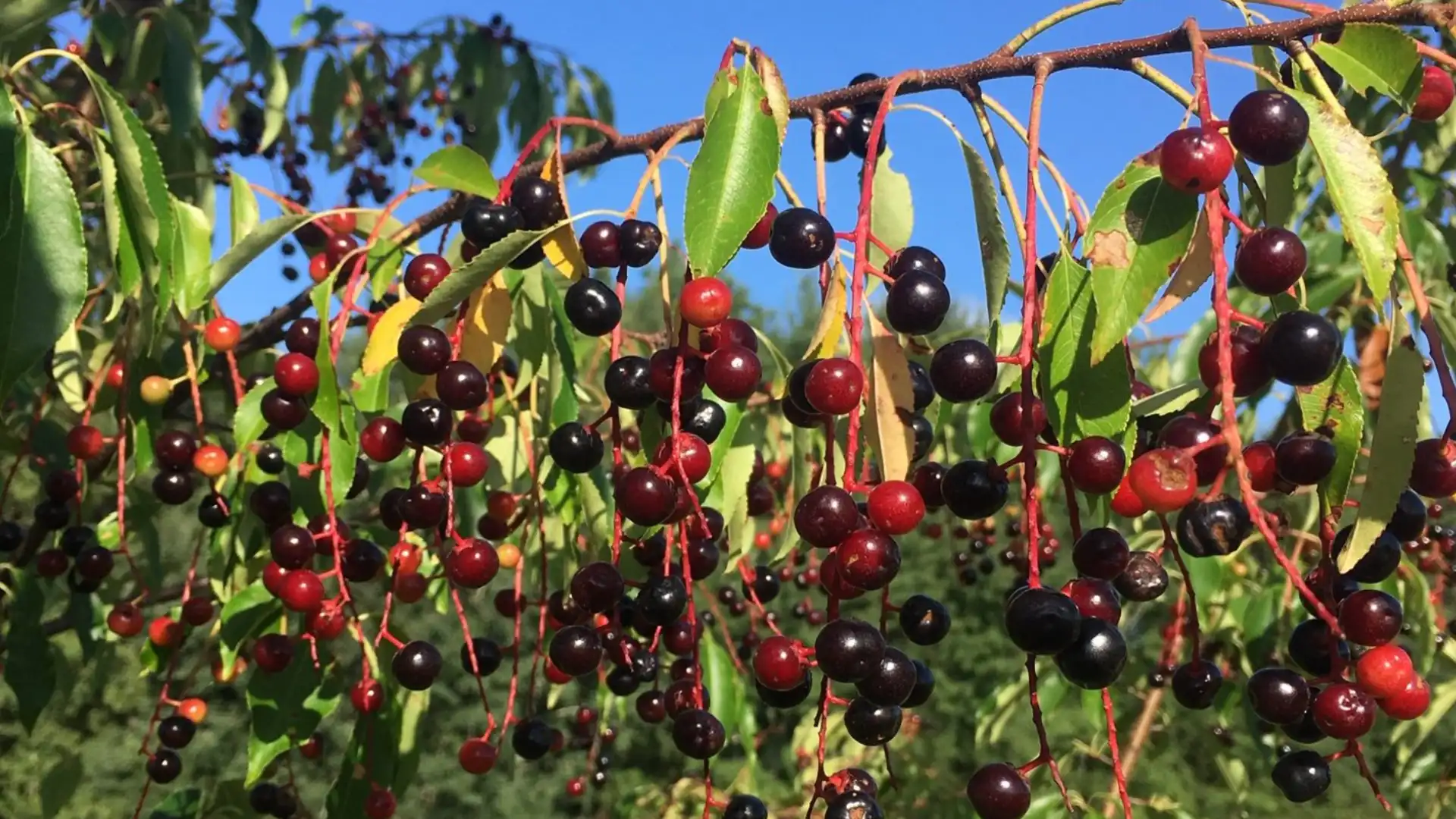 clusters of ripe black cherries hanging from leafy branches