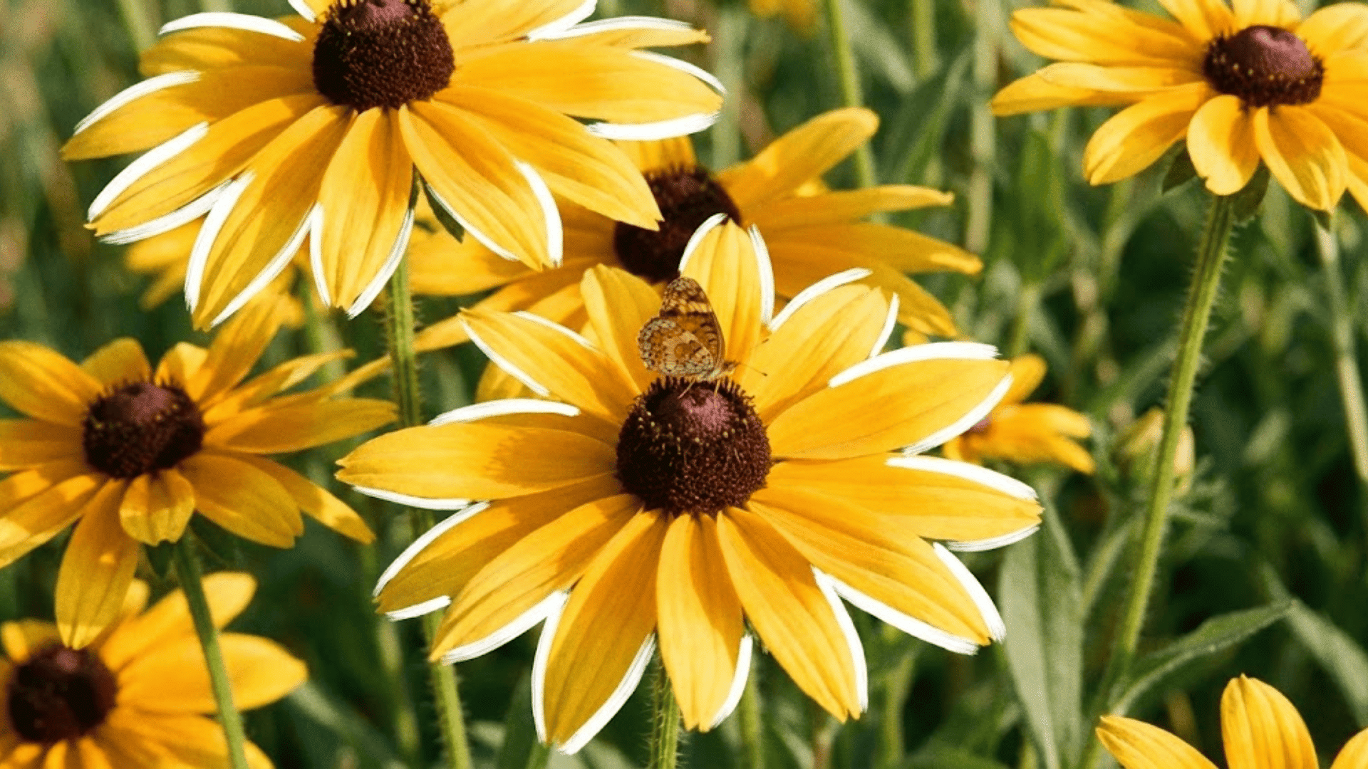 black eyed susan