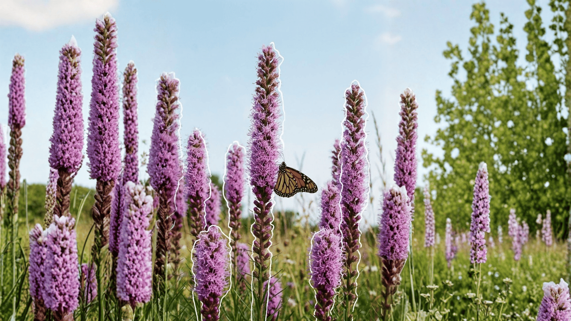 blazing star