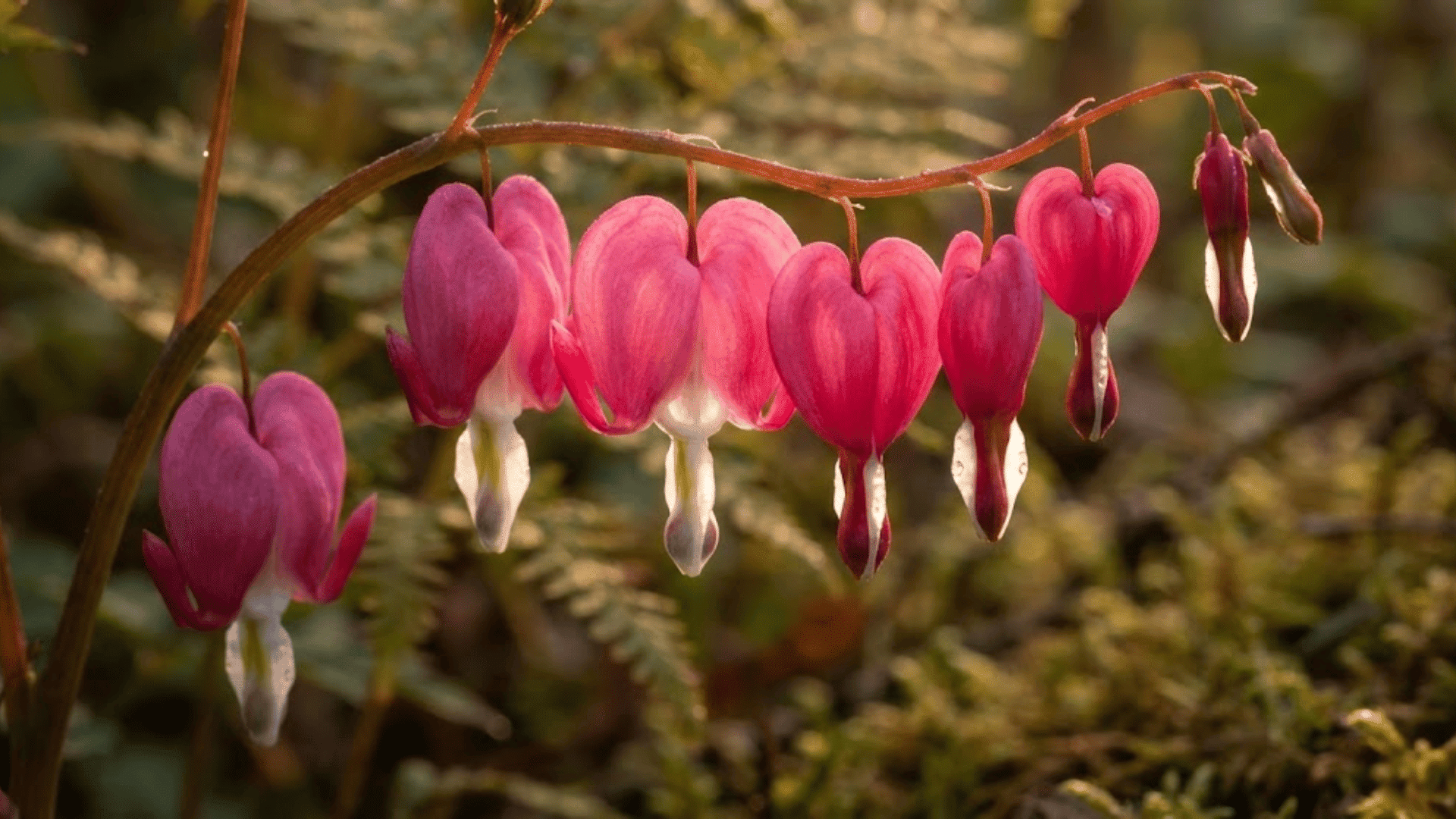 bleeding heart