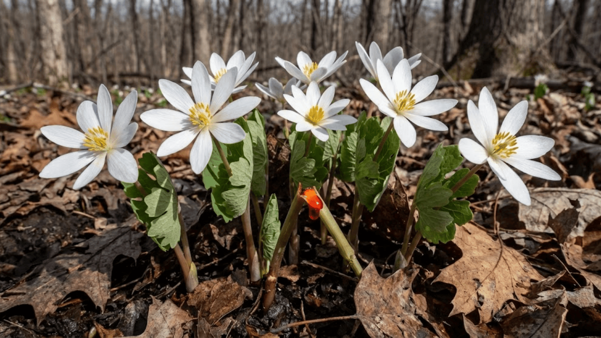 bloodroot