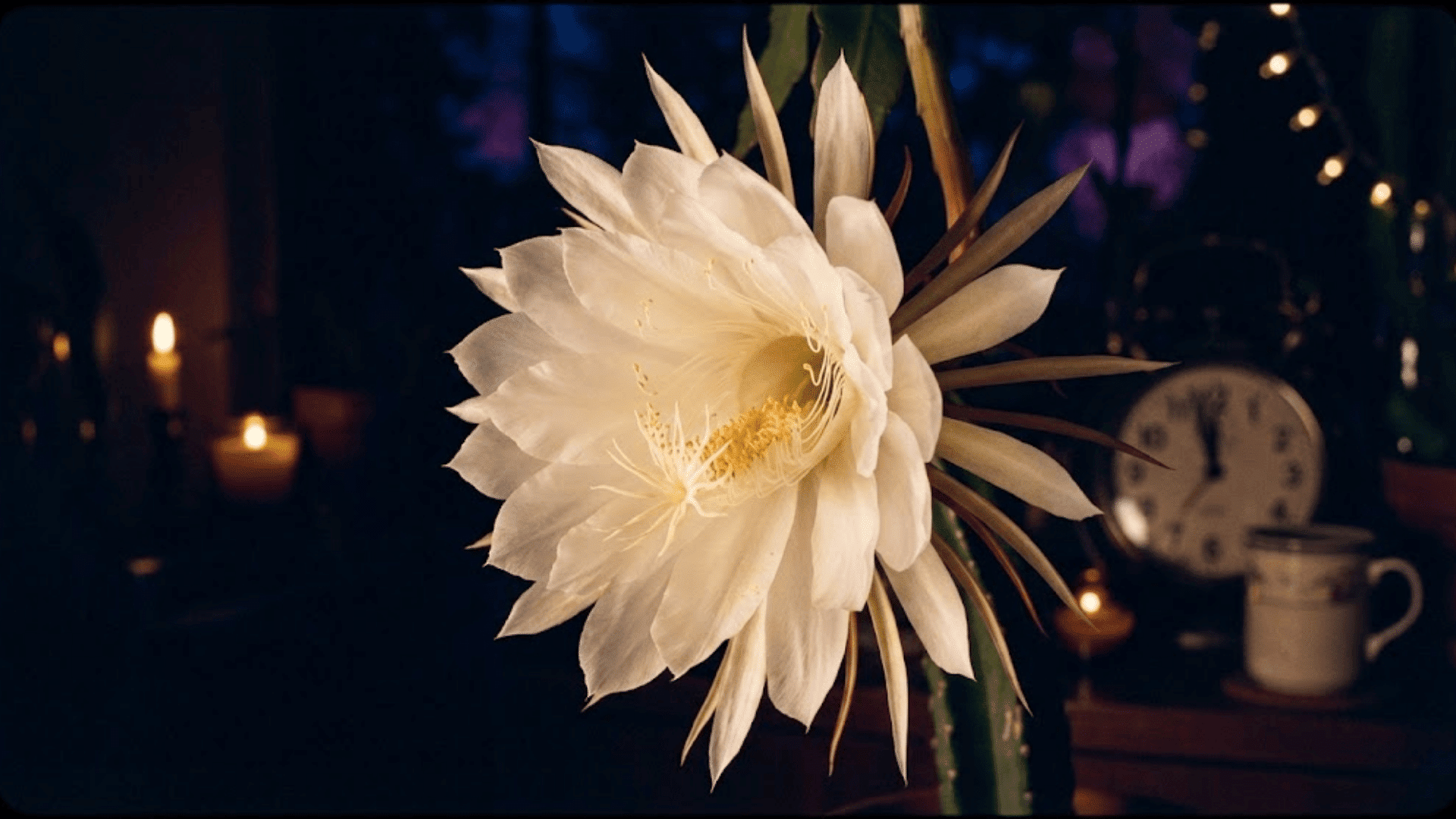 Bloom Night: What to Expect?