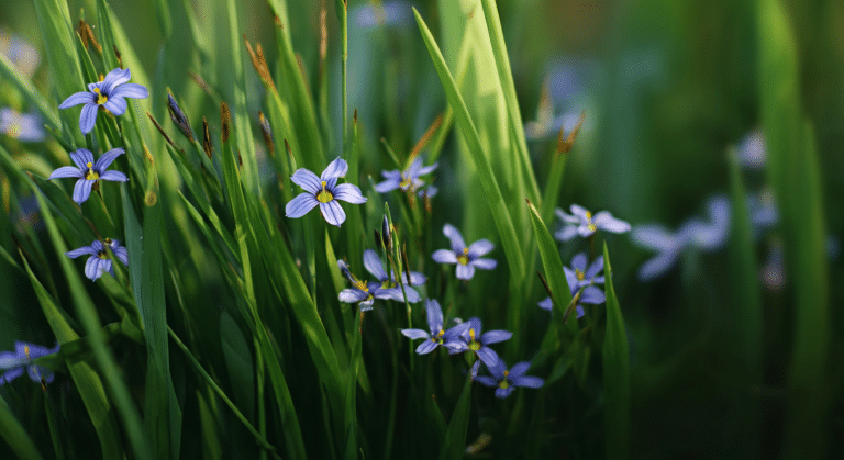 blue eyed grass a simple native plant guide