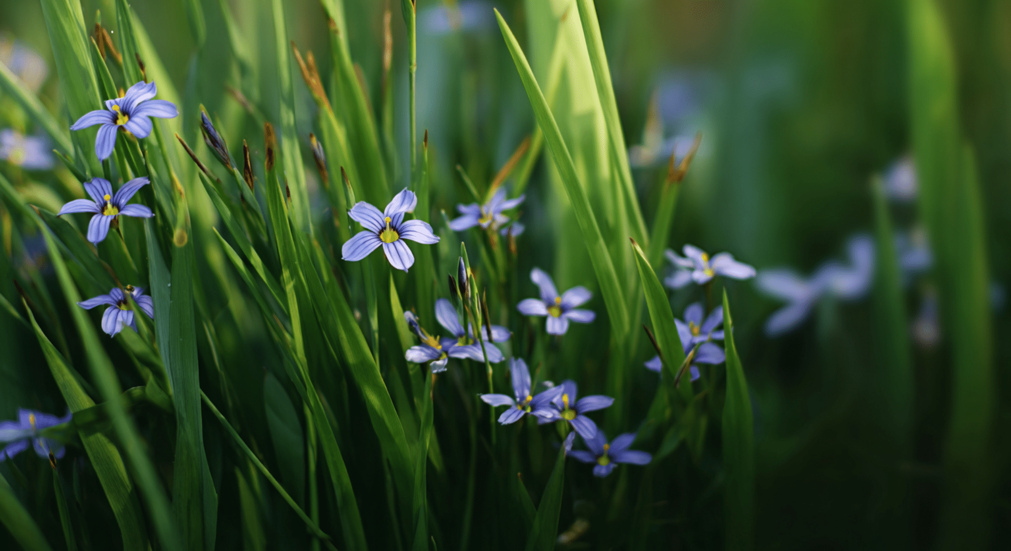 blue eyed grass a simple native plant guide