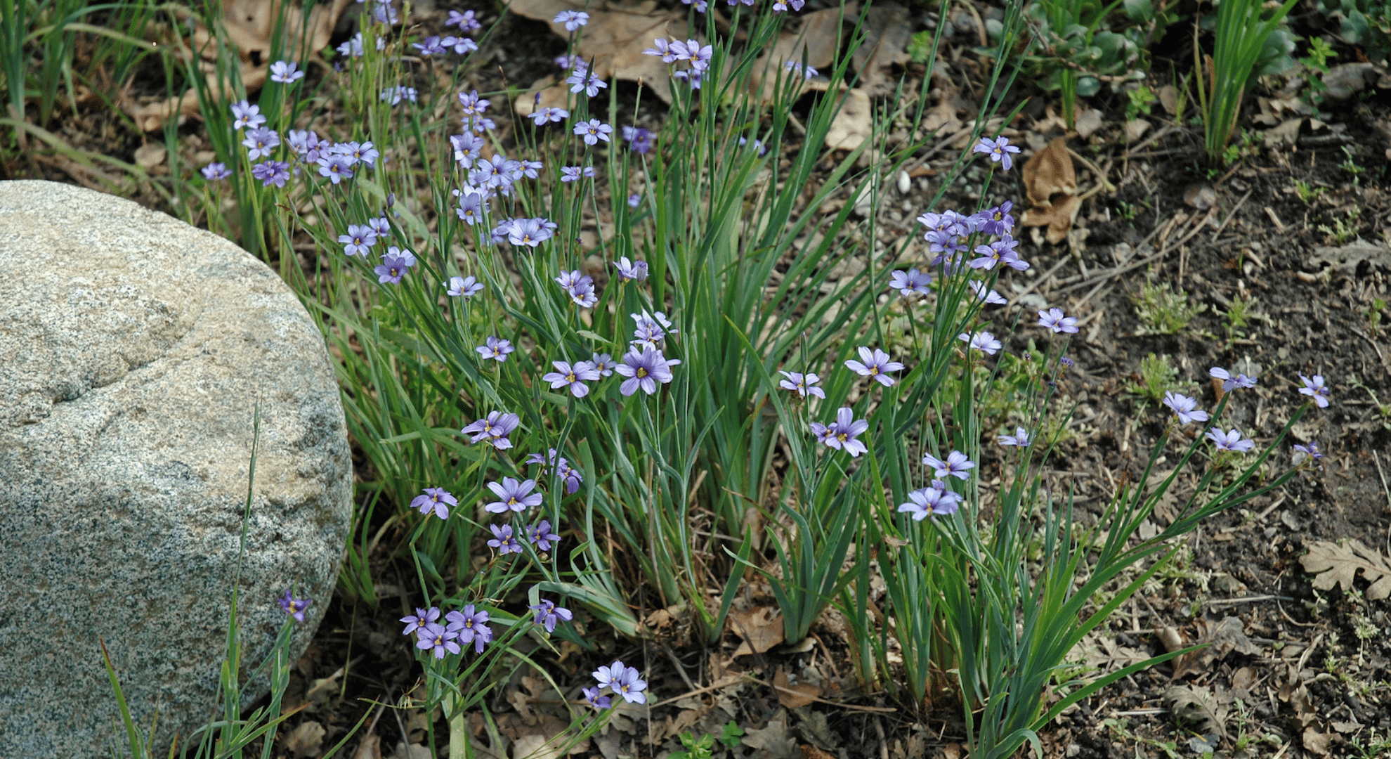 blue eyed grass in garden and landscape design