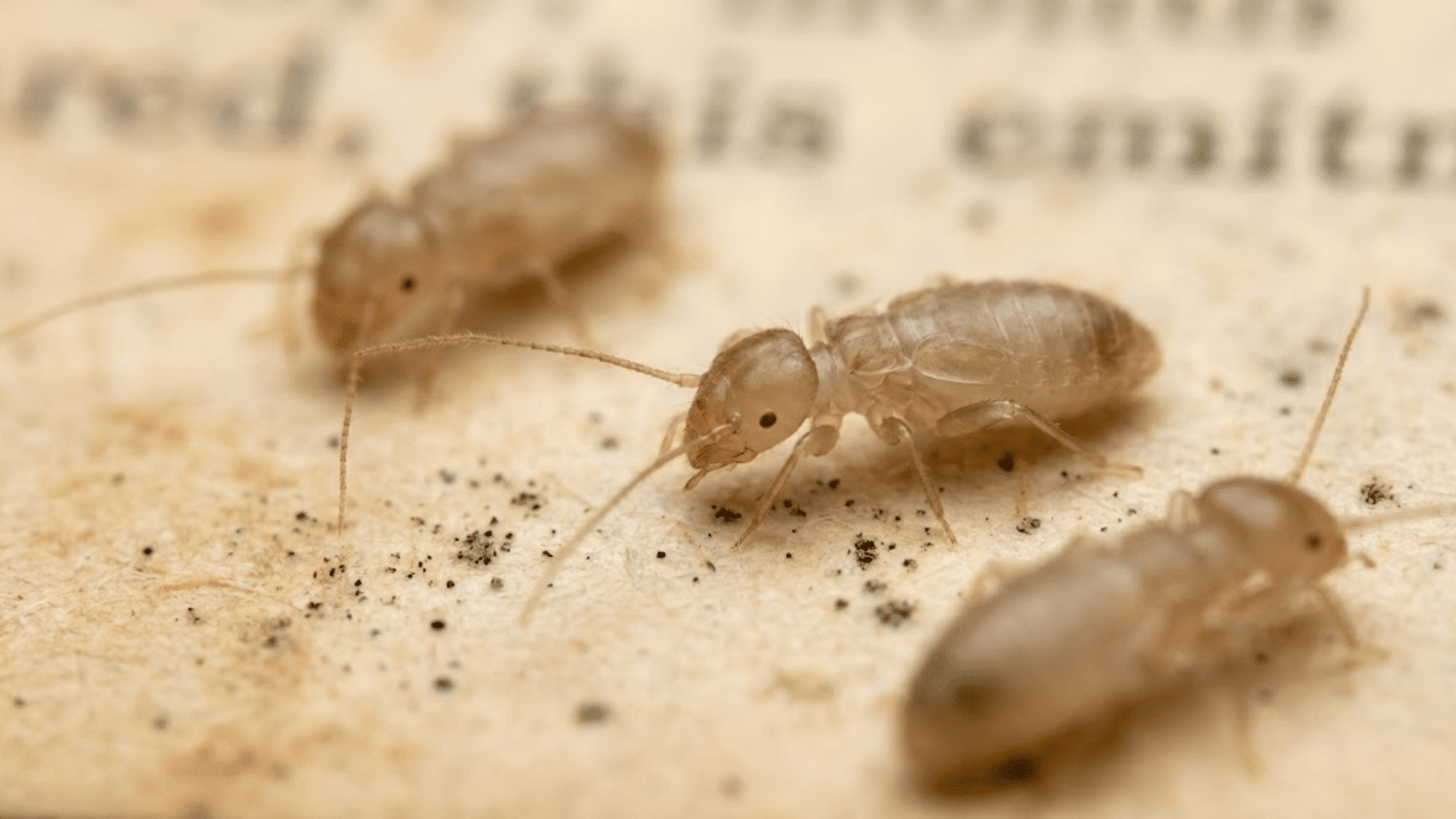 extreme closeup of tiny booklice bugs on old yellowed book page with mold spots showing translucent brown bodies
