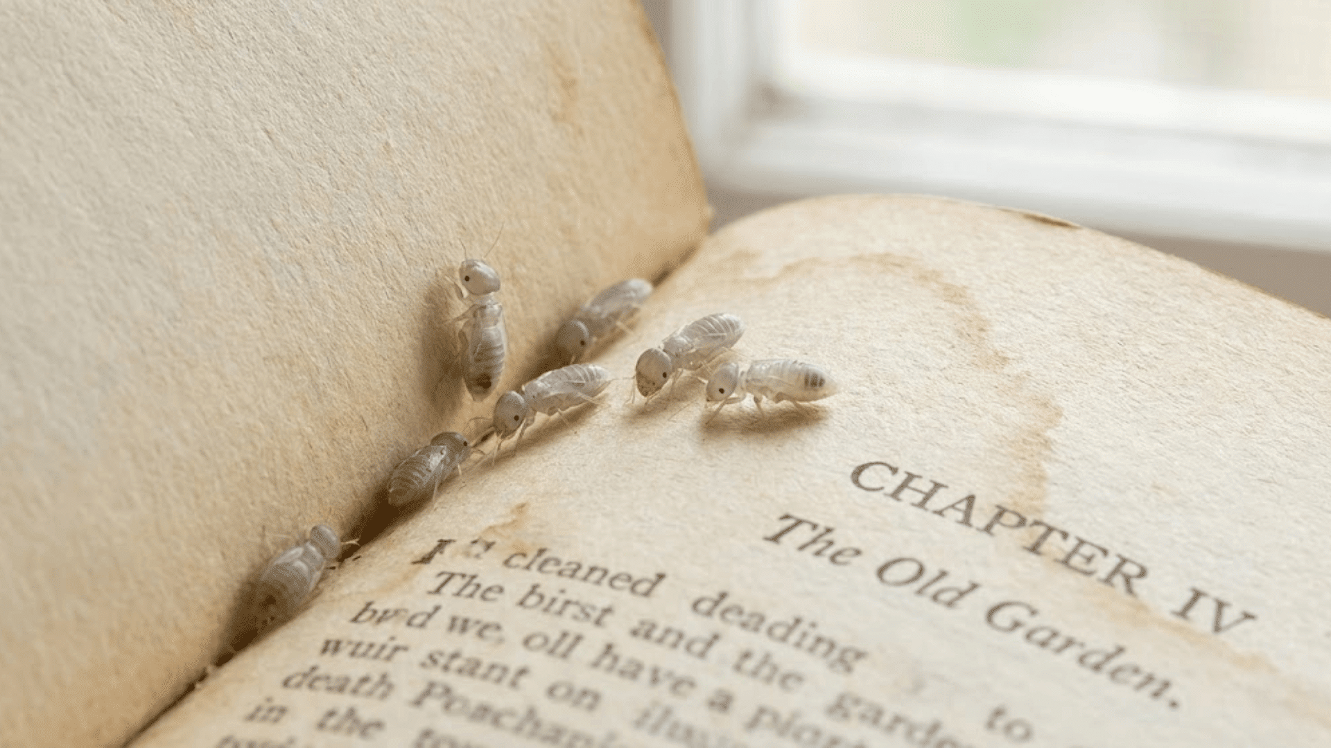 tiny translucent booklice on vintage book pages much smaller than bed bugs