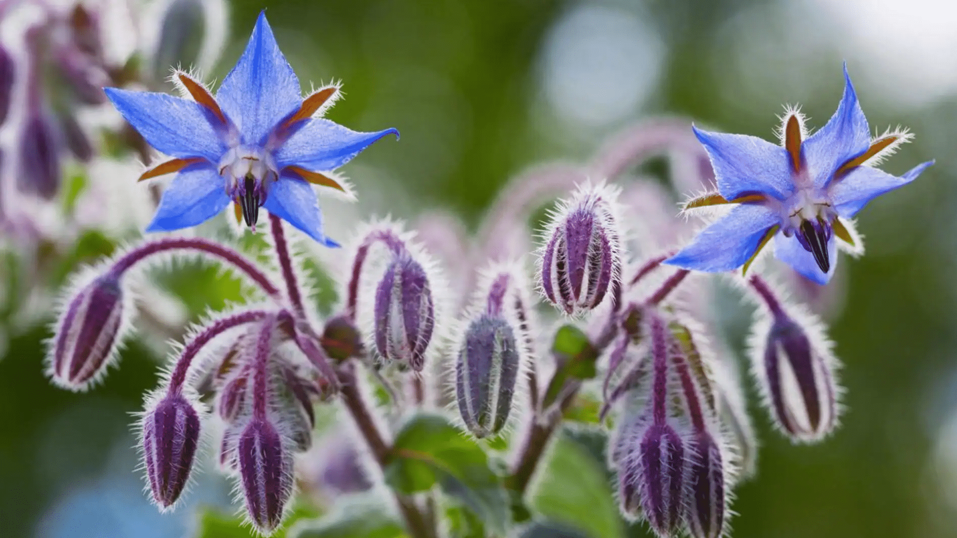 borage