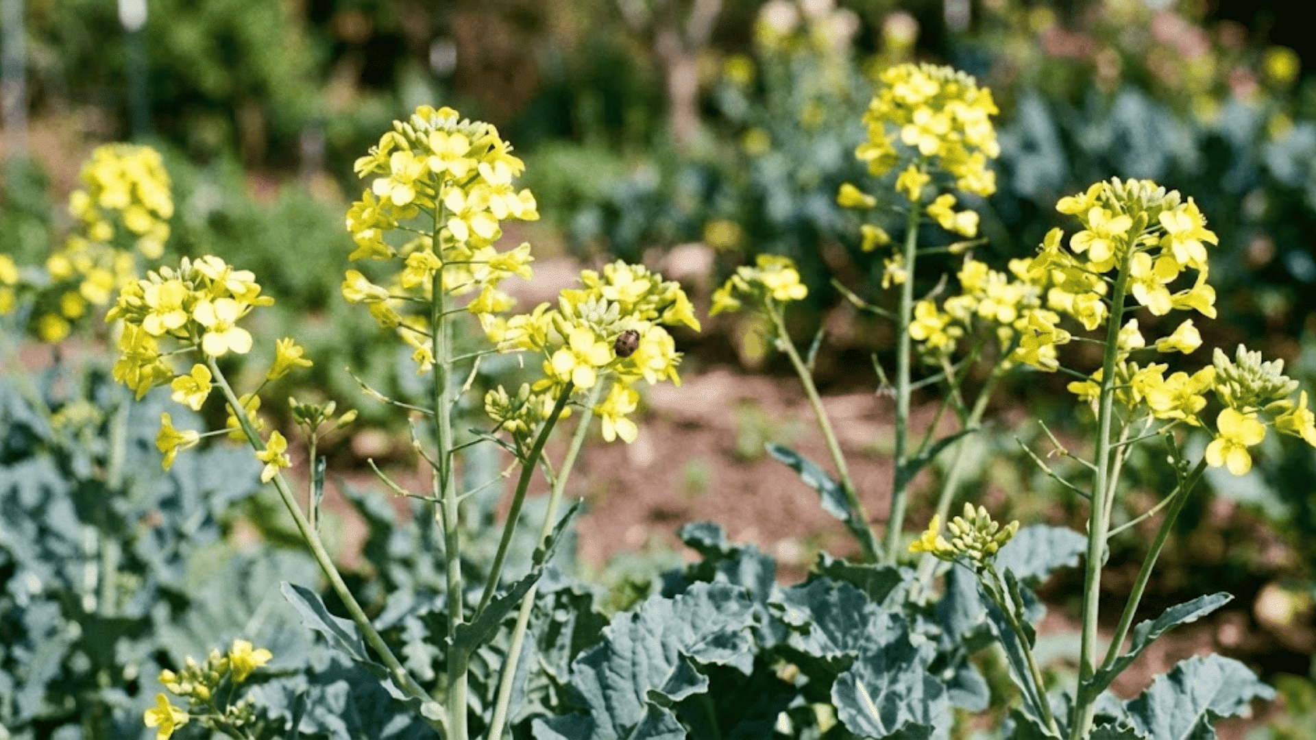 brassicas