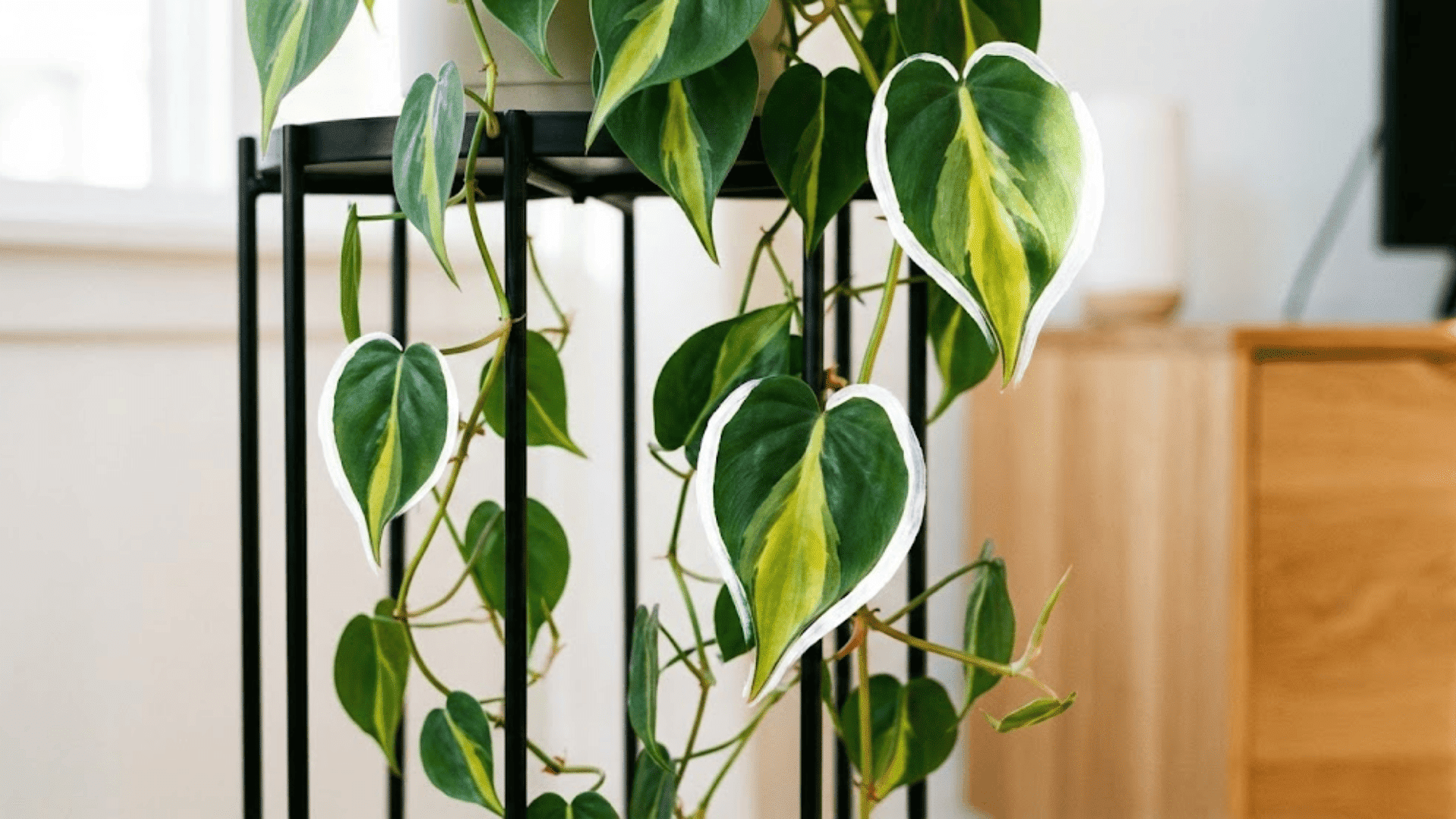brazil philodendron
