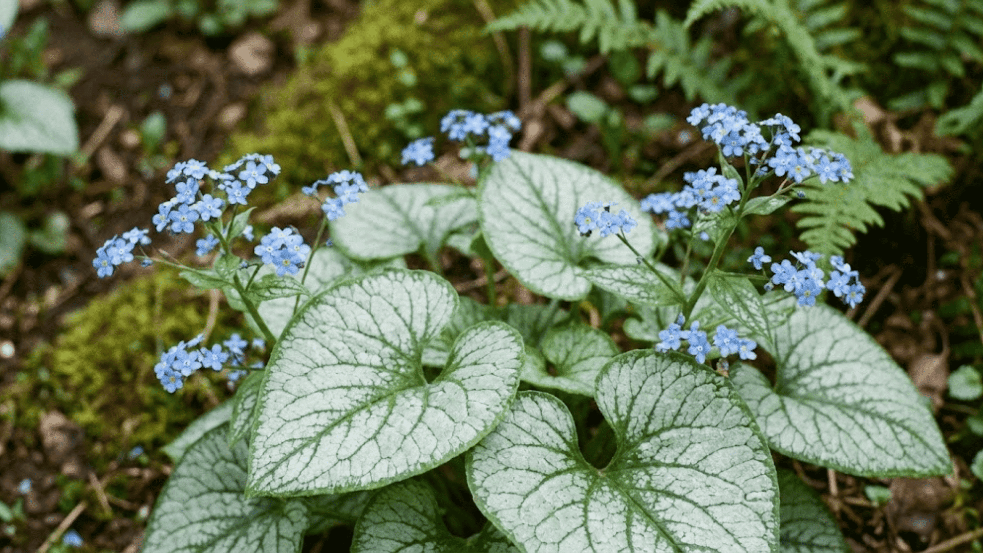 brunnera