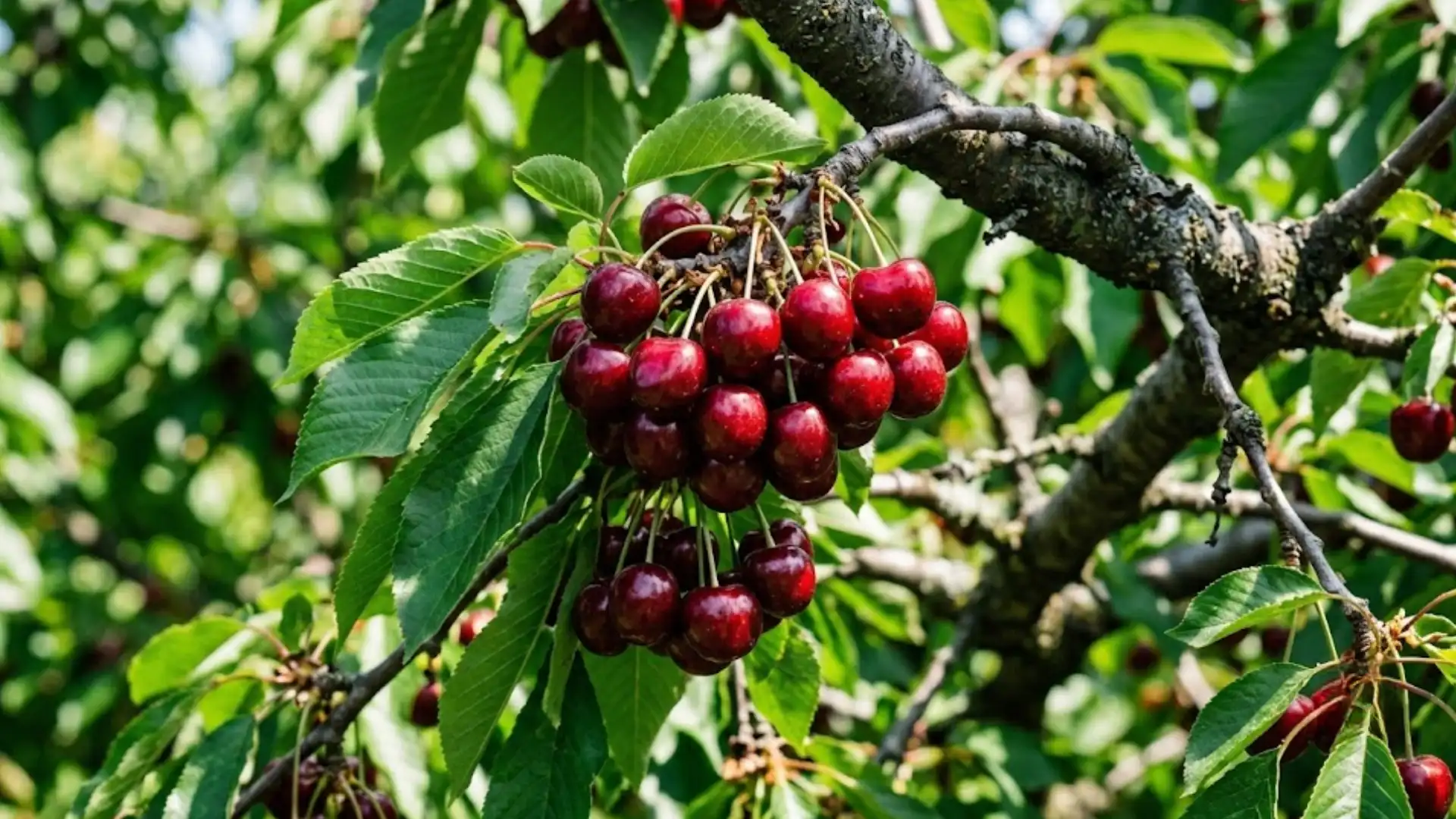 dark red bush cherries growing in tight clusters among glossy green leaves