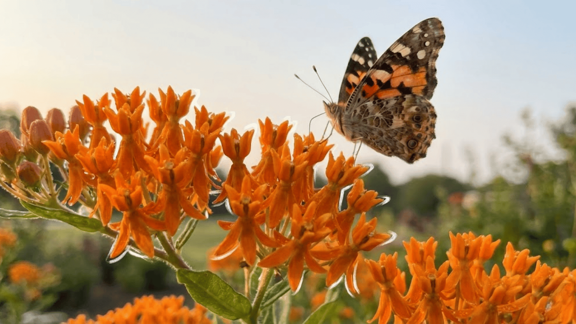 butterfly weed