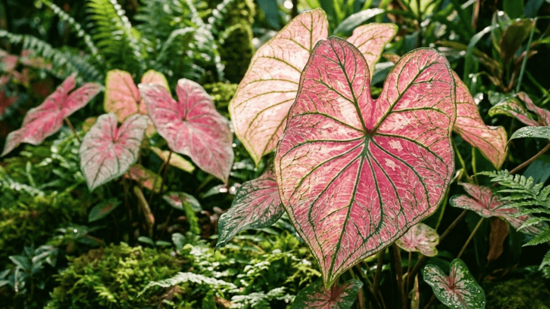 caladium