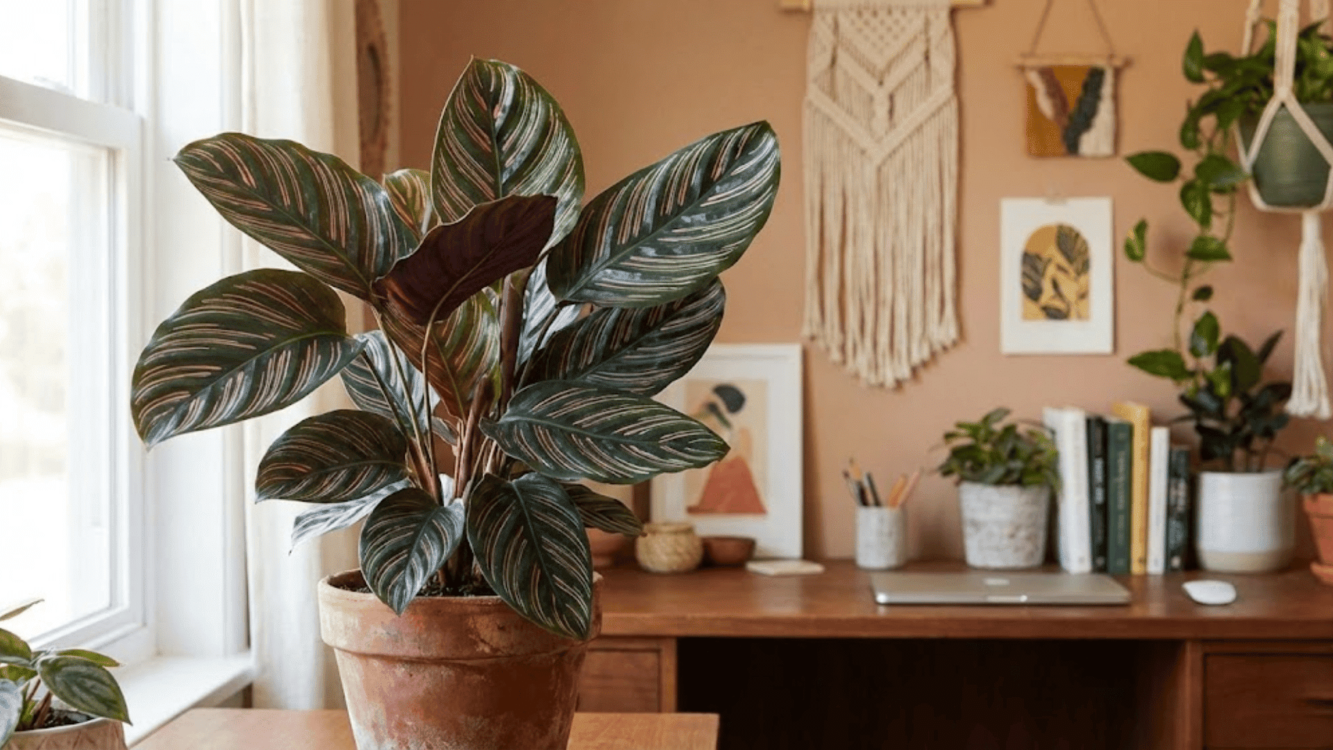 calathea prayer plant