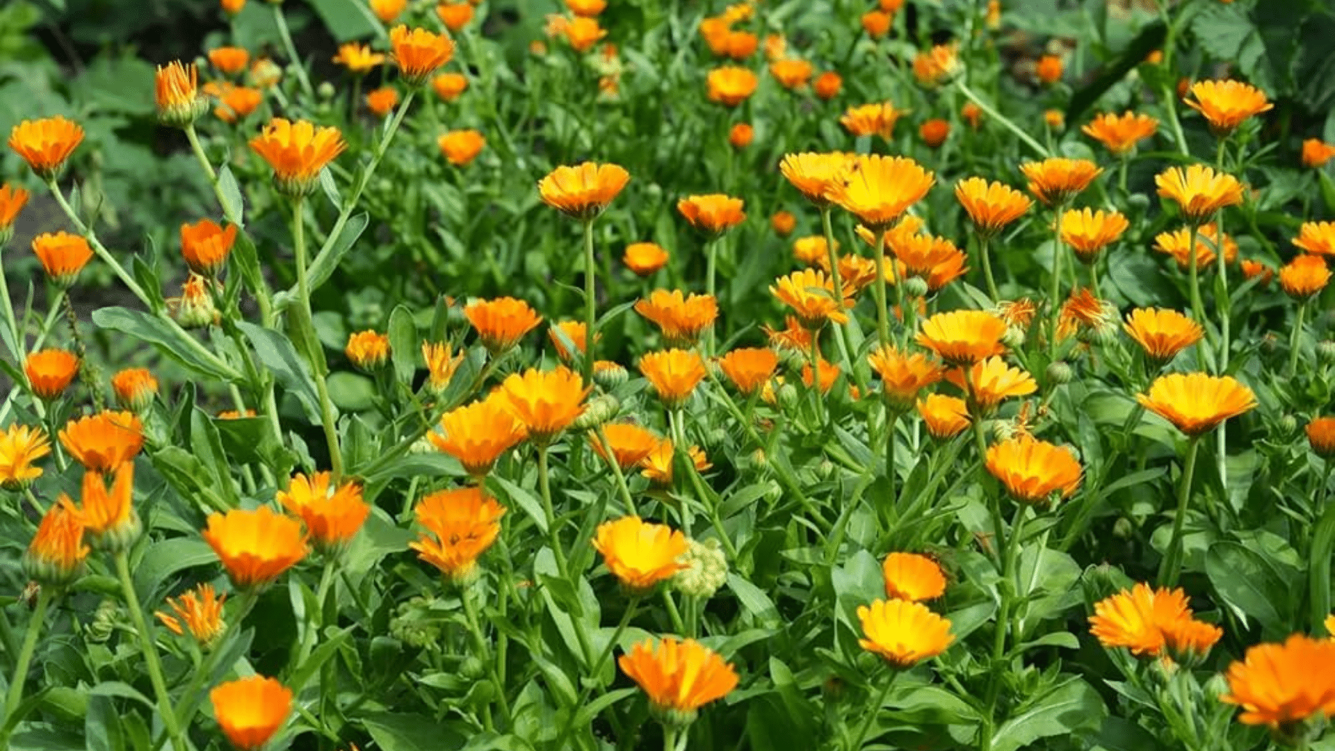 calendula pot marigold