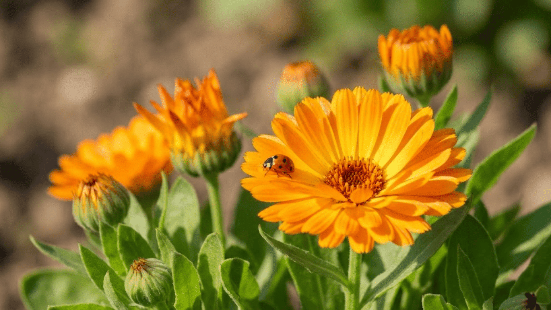 calendula