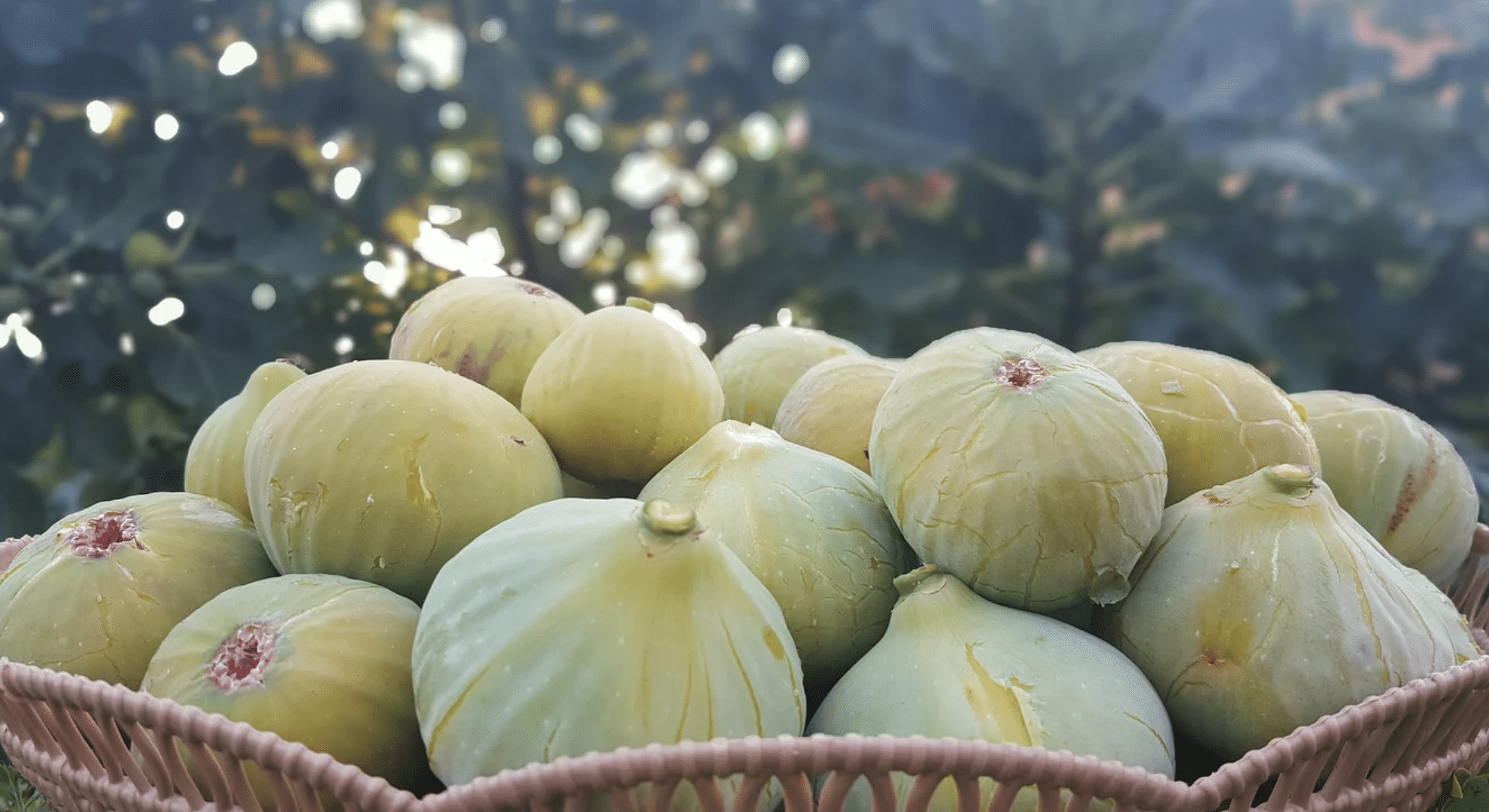 calimyrna figs in a fruit basket in the outdoors