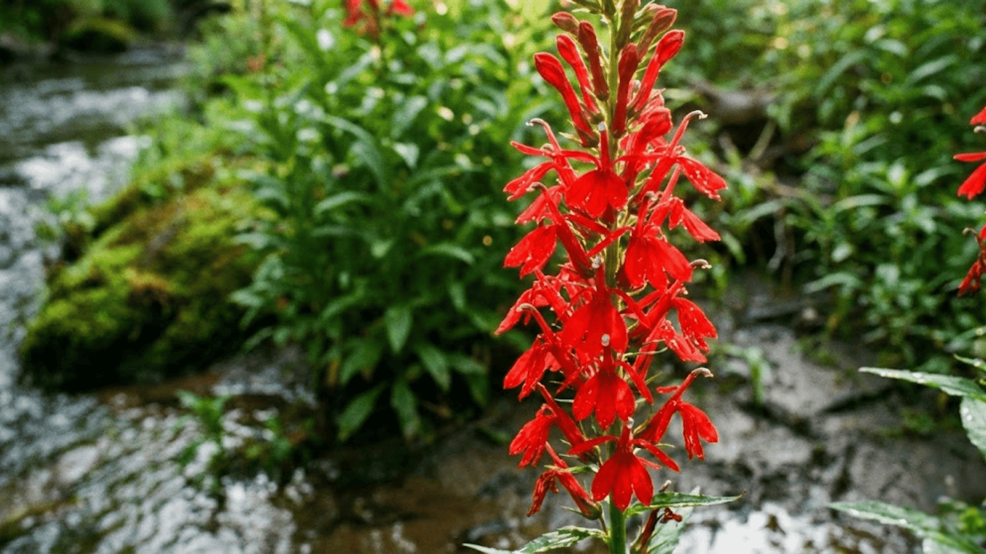 cardinal flower
