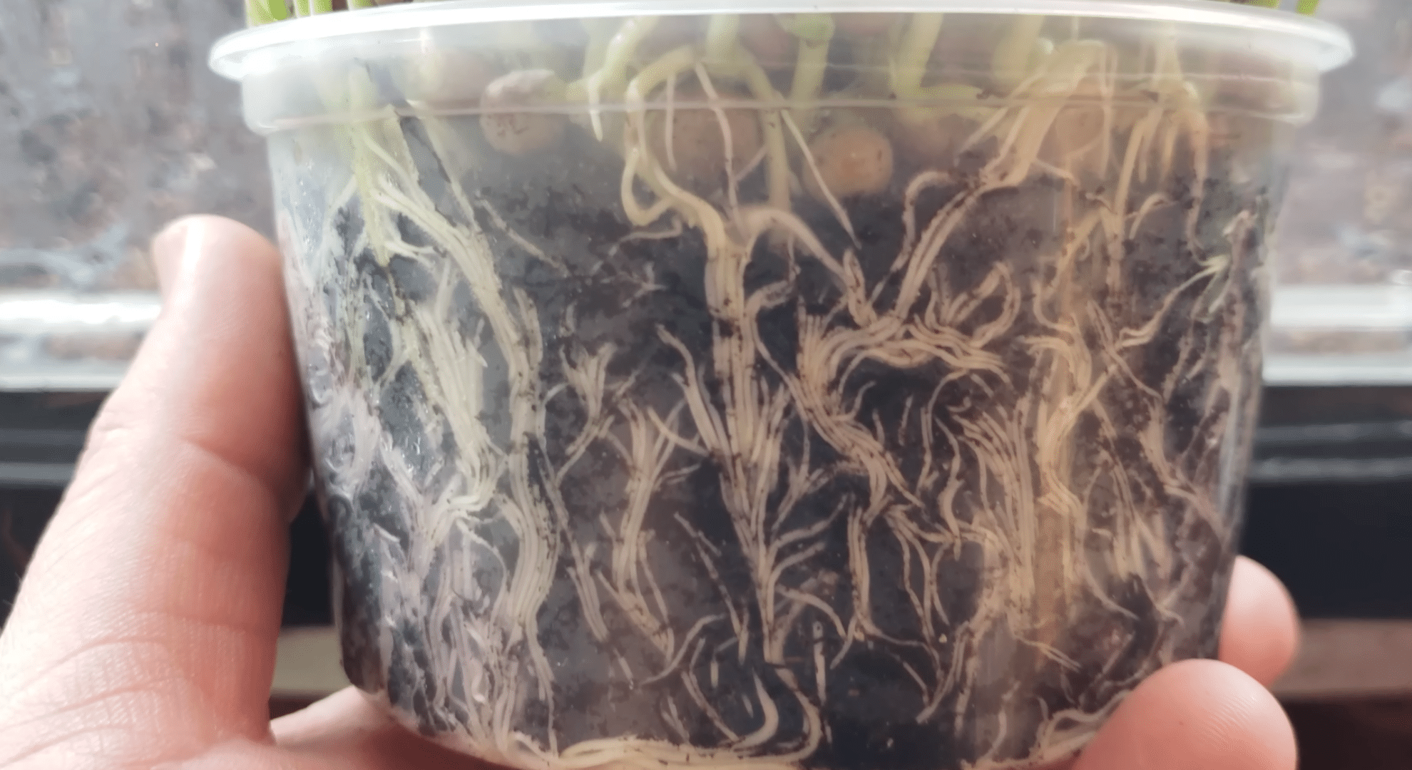 care for plants and replant often
