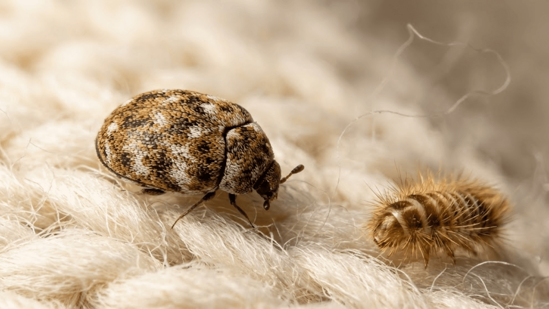 closeup of brown carpet beetle on cream wool fabric fibers showing oval patterned body and fuzzy larva nearby