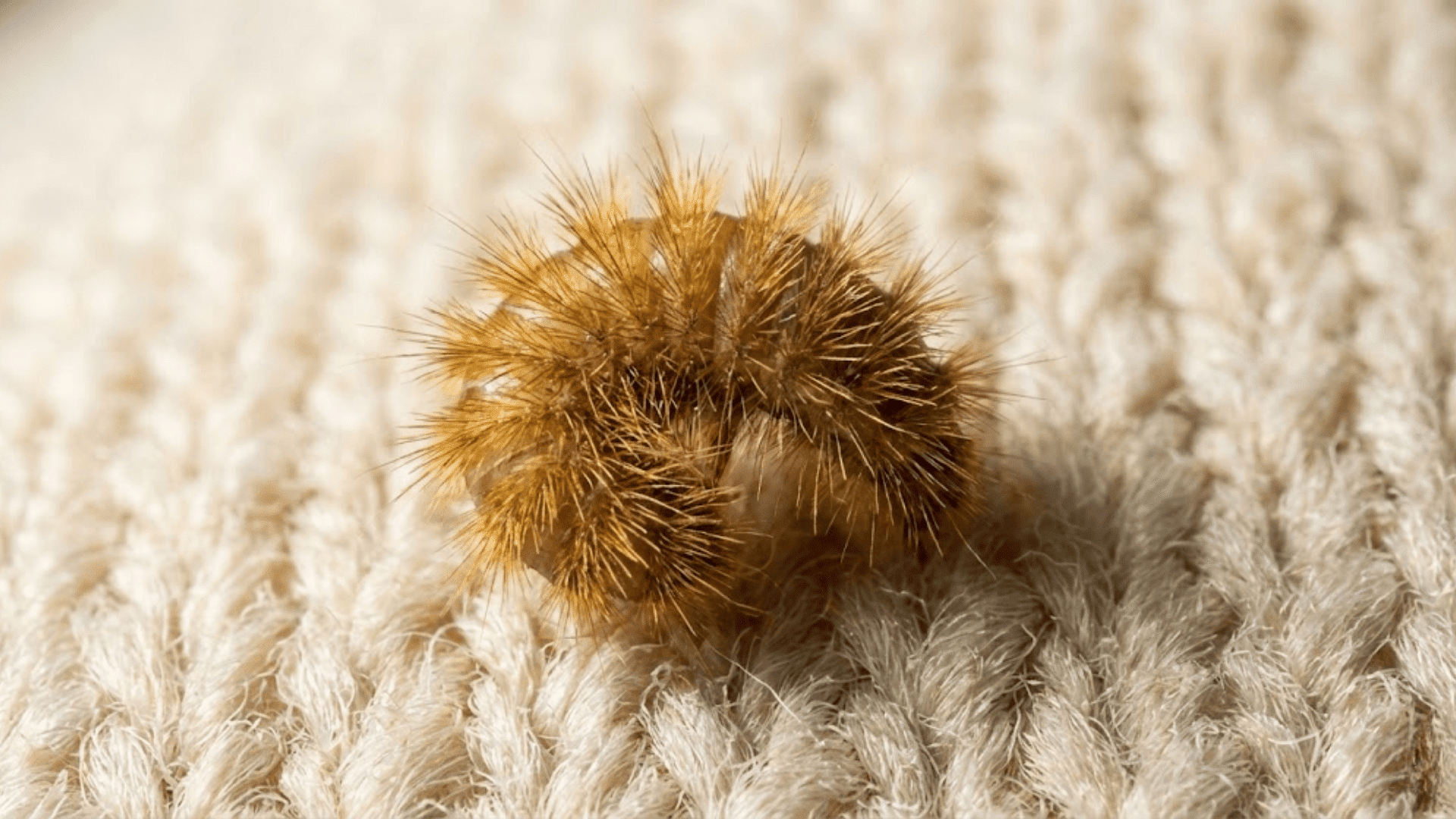 fuzzy carpet beetle larva with golden-brown hairs on cream wool fabric mistaken for bed bug