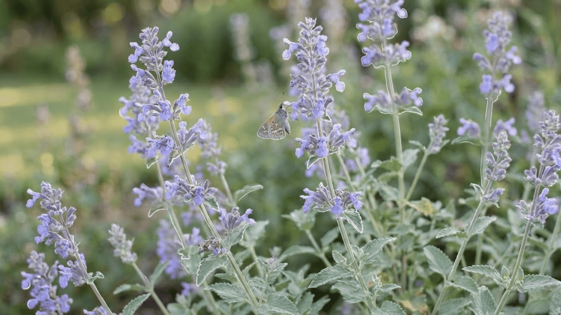 catmint