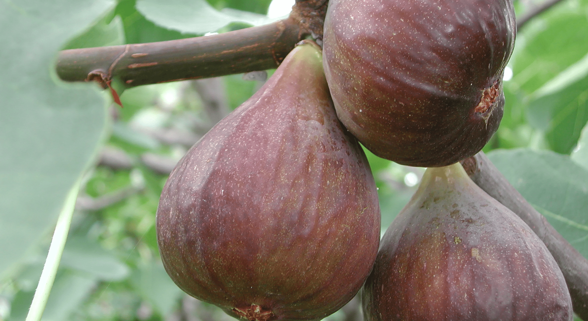 celeste fig on a branch in the open showing pink flesh